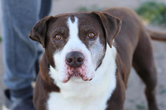 Enlarge GEORGIE, a Adoptable mixed breed in Albuquerque, NM image 1/1