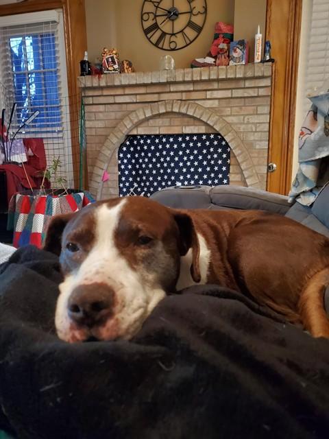 Enlarge GEORGIE, a Adoptable mixed breed in Albuquerque, NM image 1/1