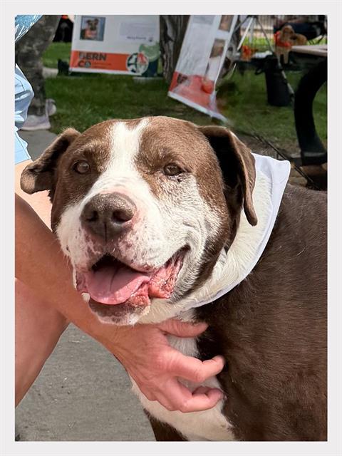 GEORGIE, Adoptable, Adult Male Pit Bull Terrier & Mixed Breed.