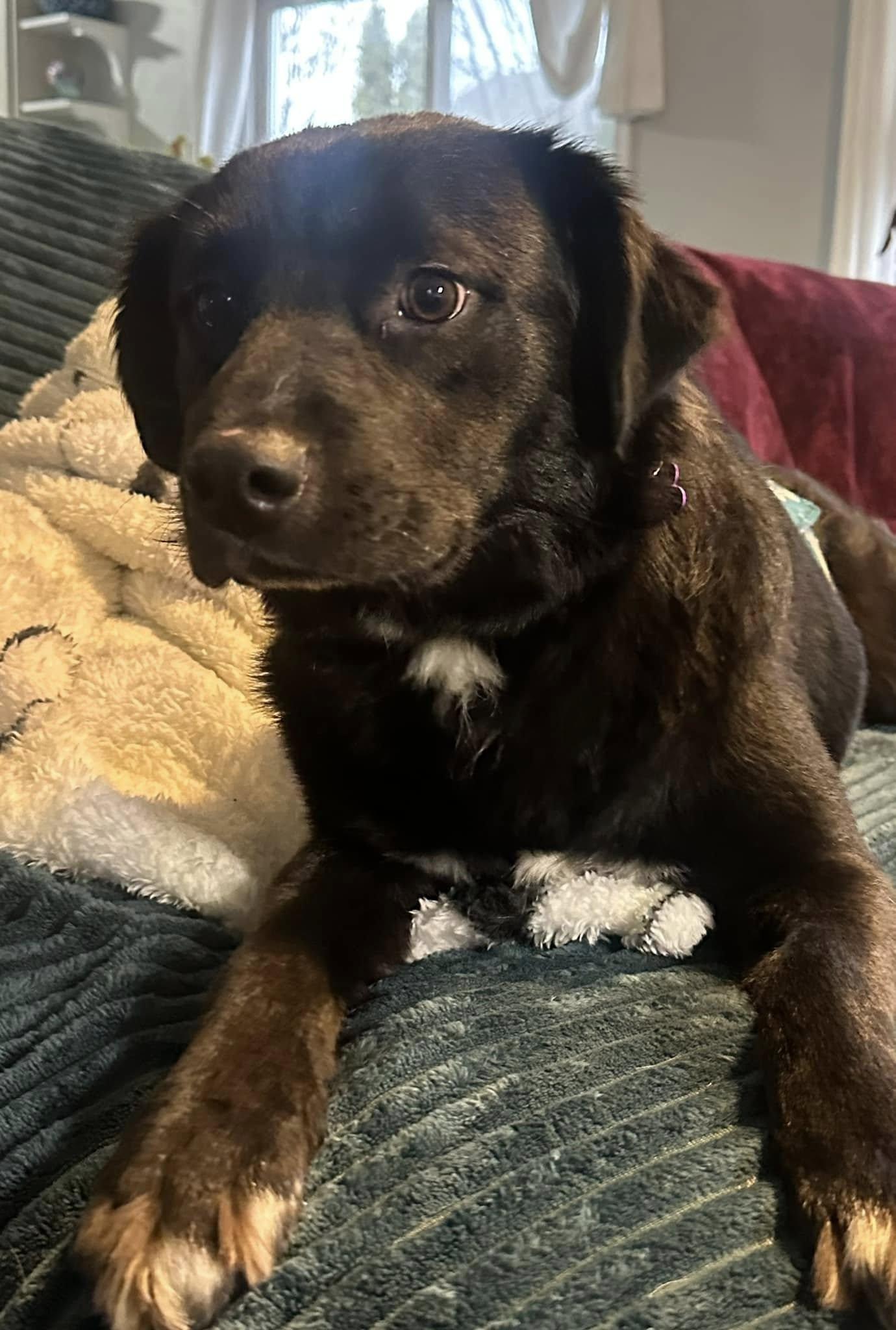 Enlarge Finn, a ADOPTABLE mixed breed in Bartlett, IL image 5/5