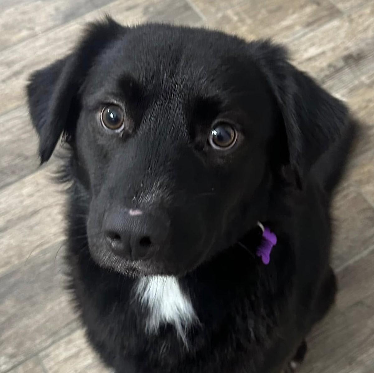 Finn, ADOPTABLE, Young Male Spaniel & Border Collie.