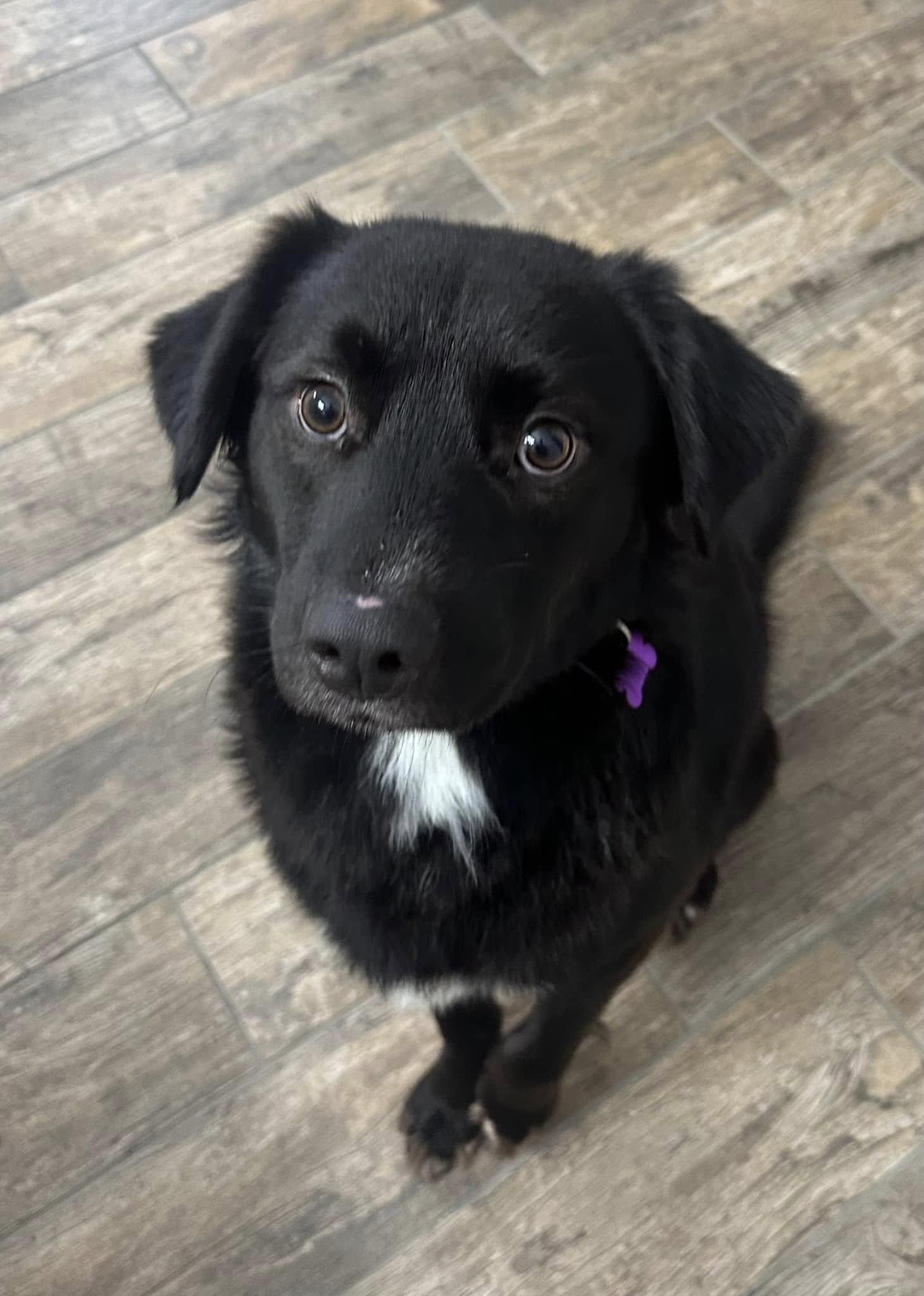 Enlarge Finn, a ADOPTABLE mixed breed in Bartlett, IL image 4/5