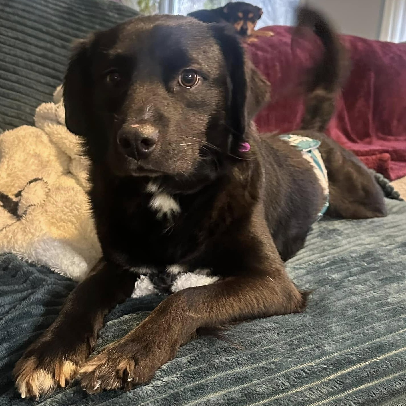 Enlarge Finn, a ADOPTABLE mixed breed in Bartlett, IL image 2/5