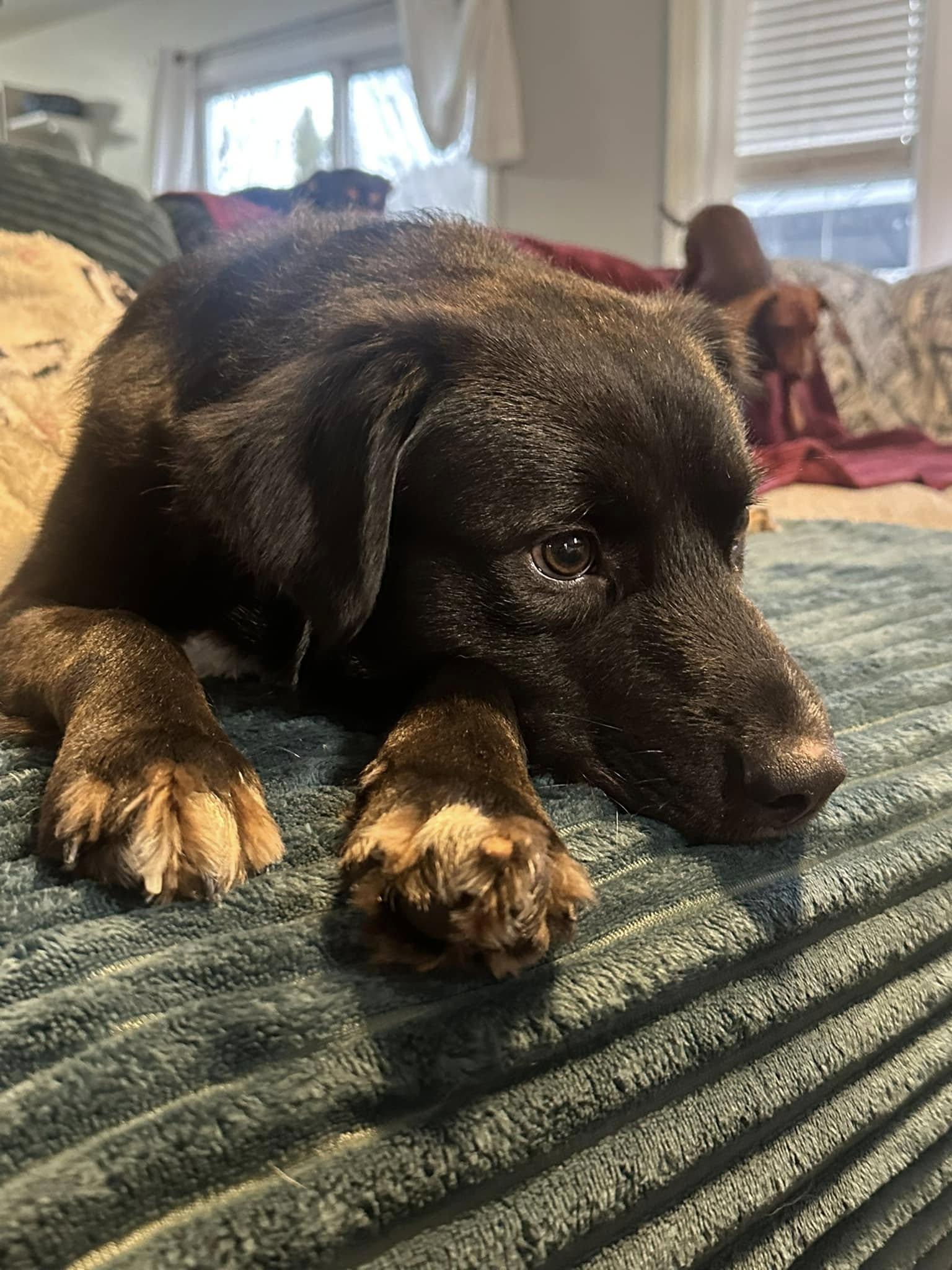 Enlarge Finn, a ADOPTABLE mixed breed in Bartlett, IL image 3/5