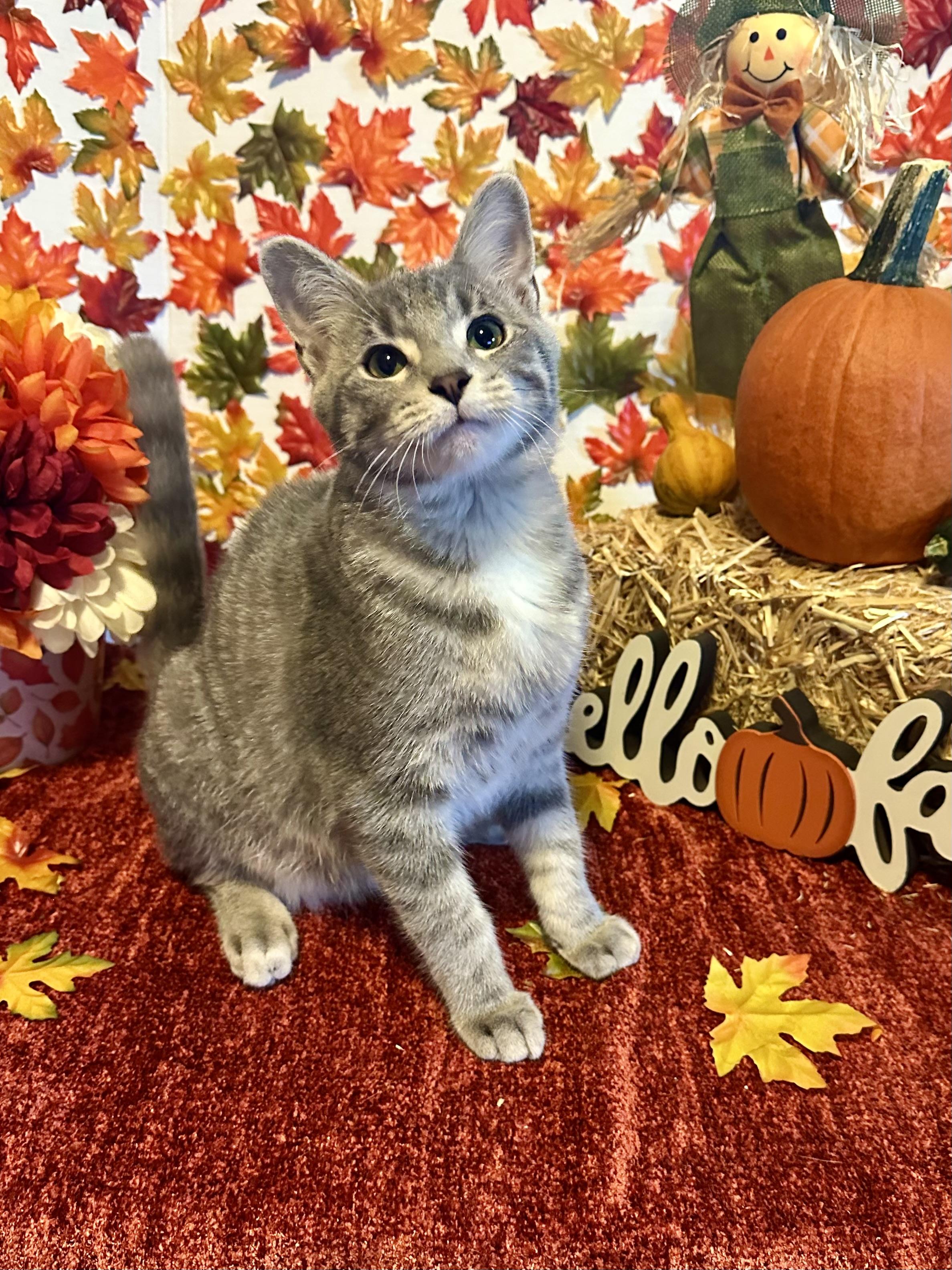 Raj, Adoptable, Young Male Domestic Short Hair.