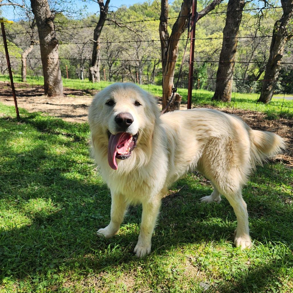 Enlarge Clover, a Adoptable Great Pyrenees in Pacifica, CA image 1/4