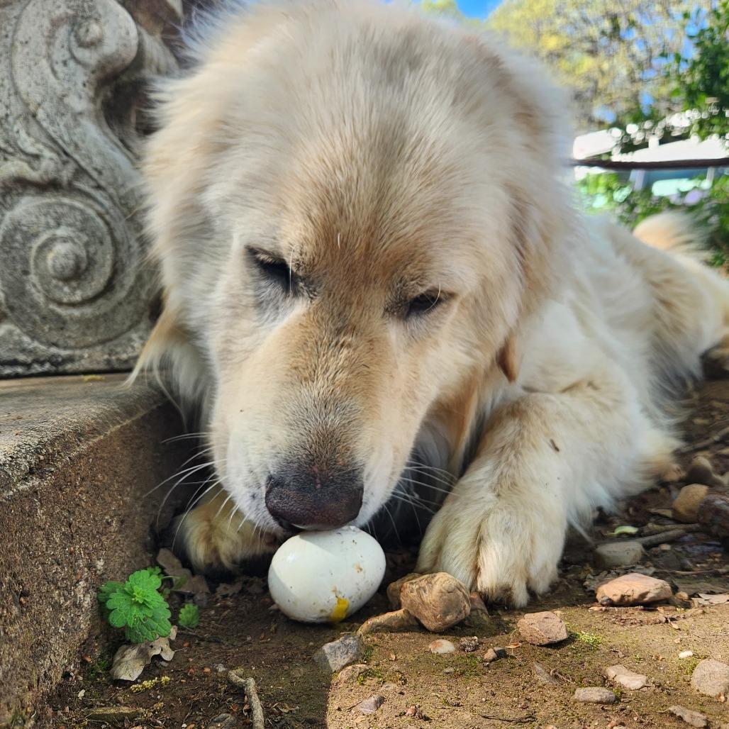 Enlarge Clover, a Adoptable Great Pyrenees in Pacifica, CA image 2/4