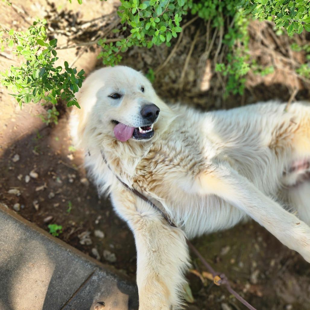 Enlarge Clover, a Adoptable Great Pyrenees in Pacifica, CA image 3/4