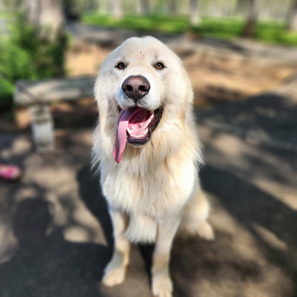 Enlarge Clover, a Adoptable Great Pyrenees in Pacifica, CA image 4/4