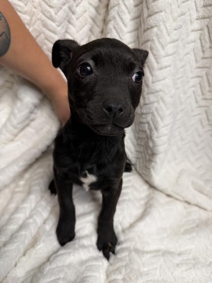 Ash, ADOPTABLE, Young Male Chihuahua.