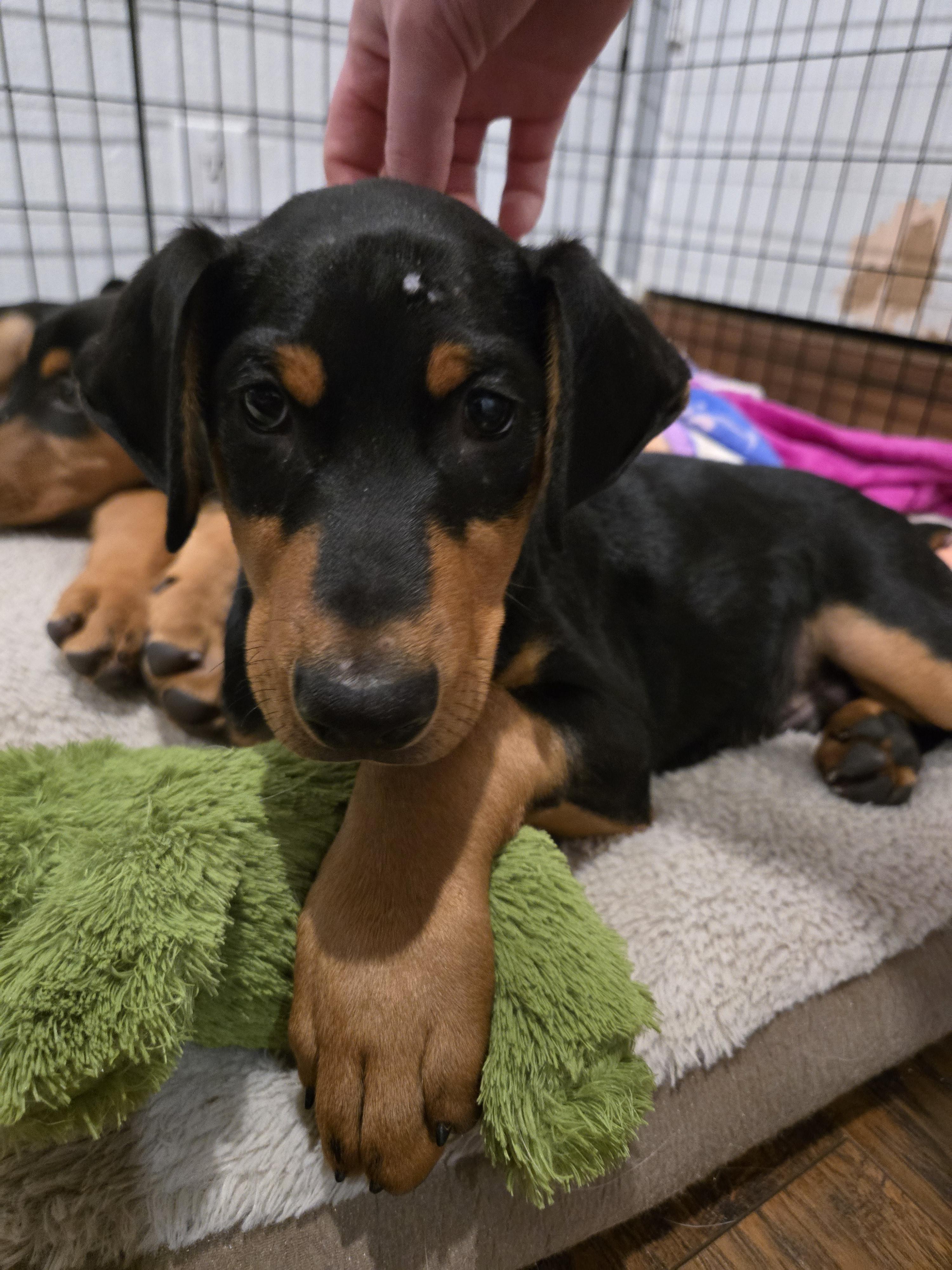 Enlarge Dobby, a Adopted Doberman Pinscher in Discovery Bay, CA image 1/1