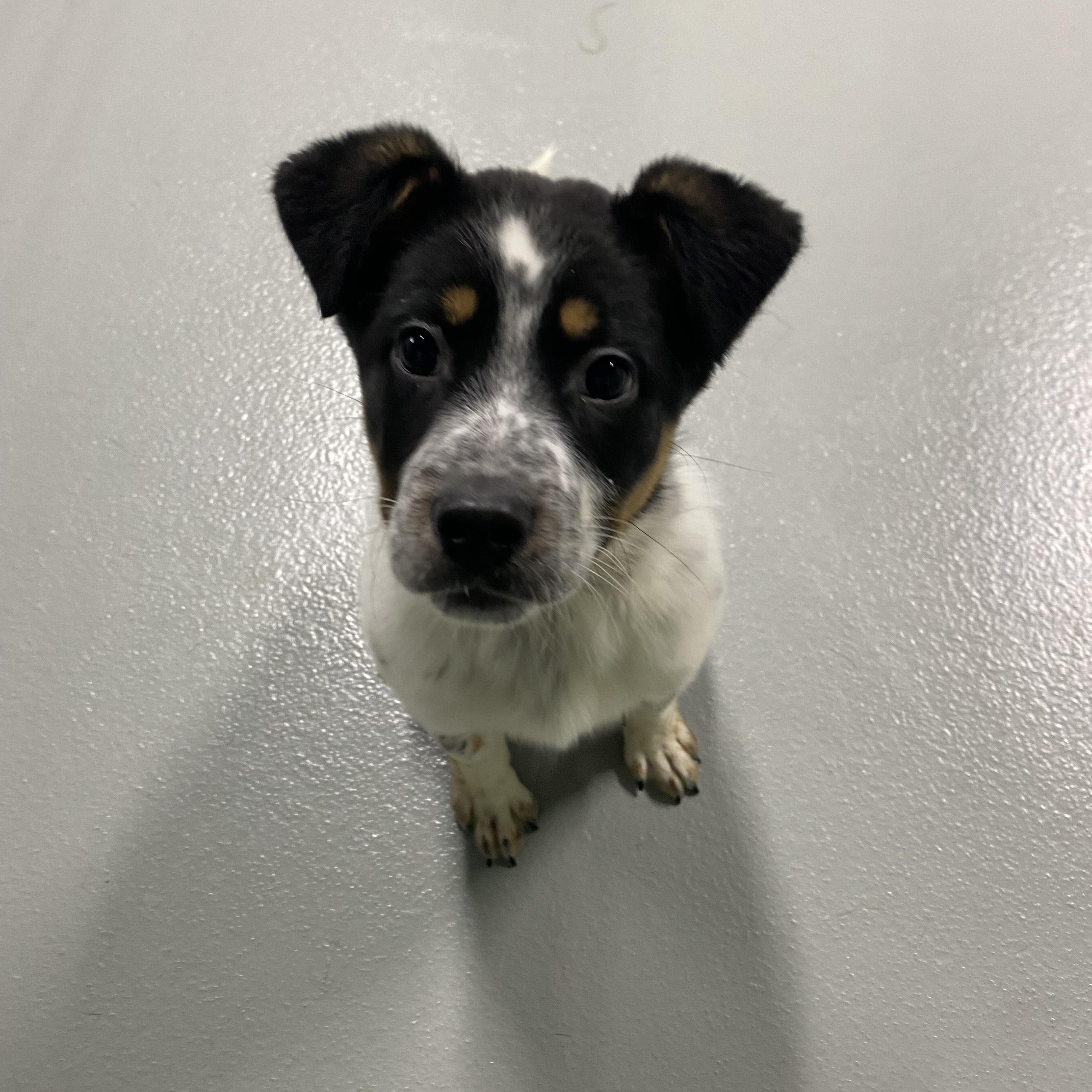 Enlarge Bandit, a ADOPTABLE mixed breed in Farmington, MO image 6/6