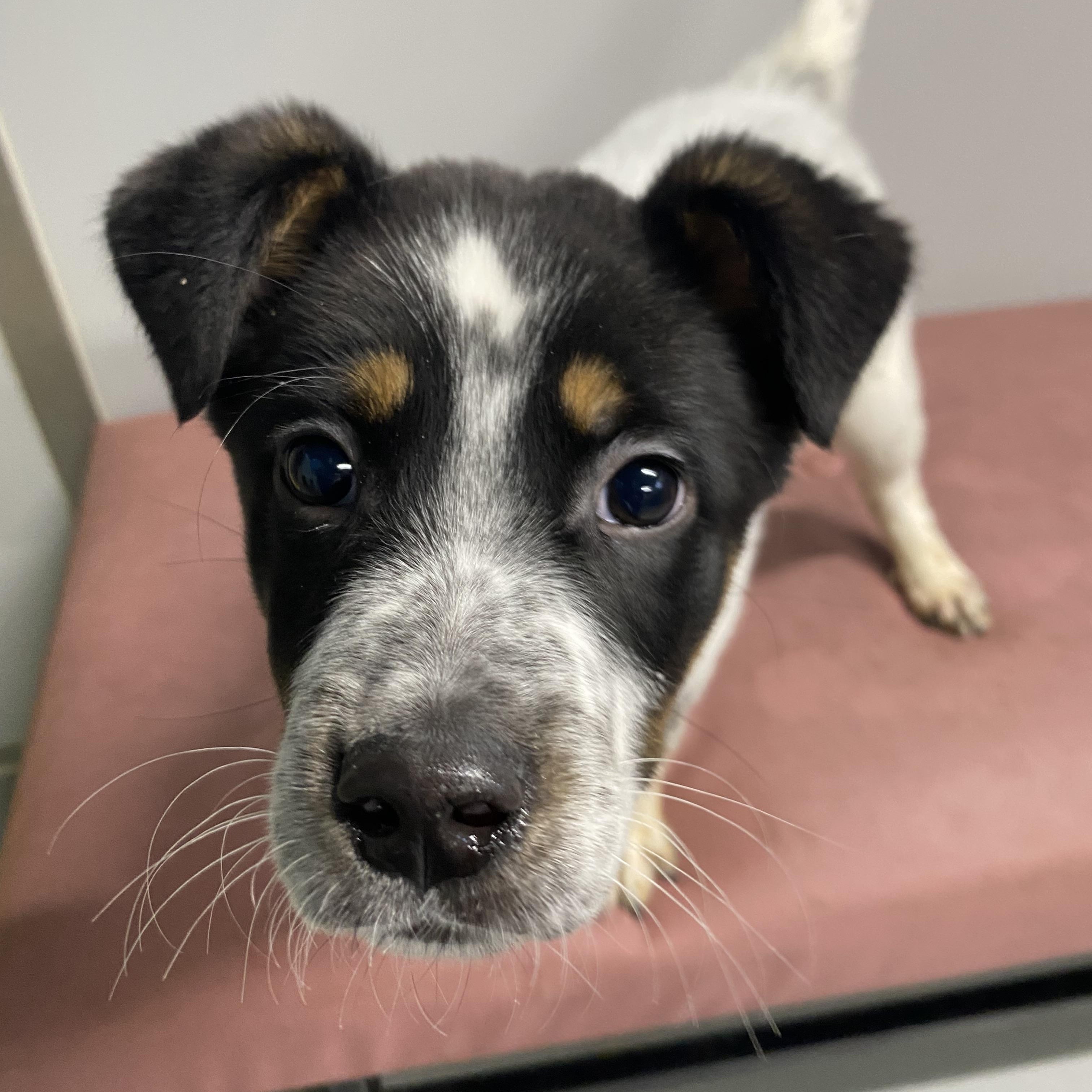 Enlarge Bandit, a ADOPTABLE mixed breed in Farmington, MO image 3/6