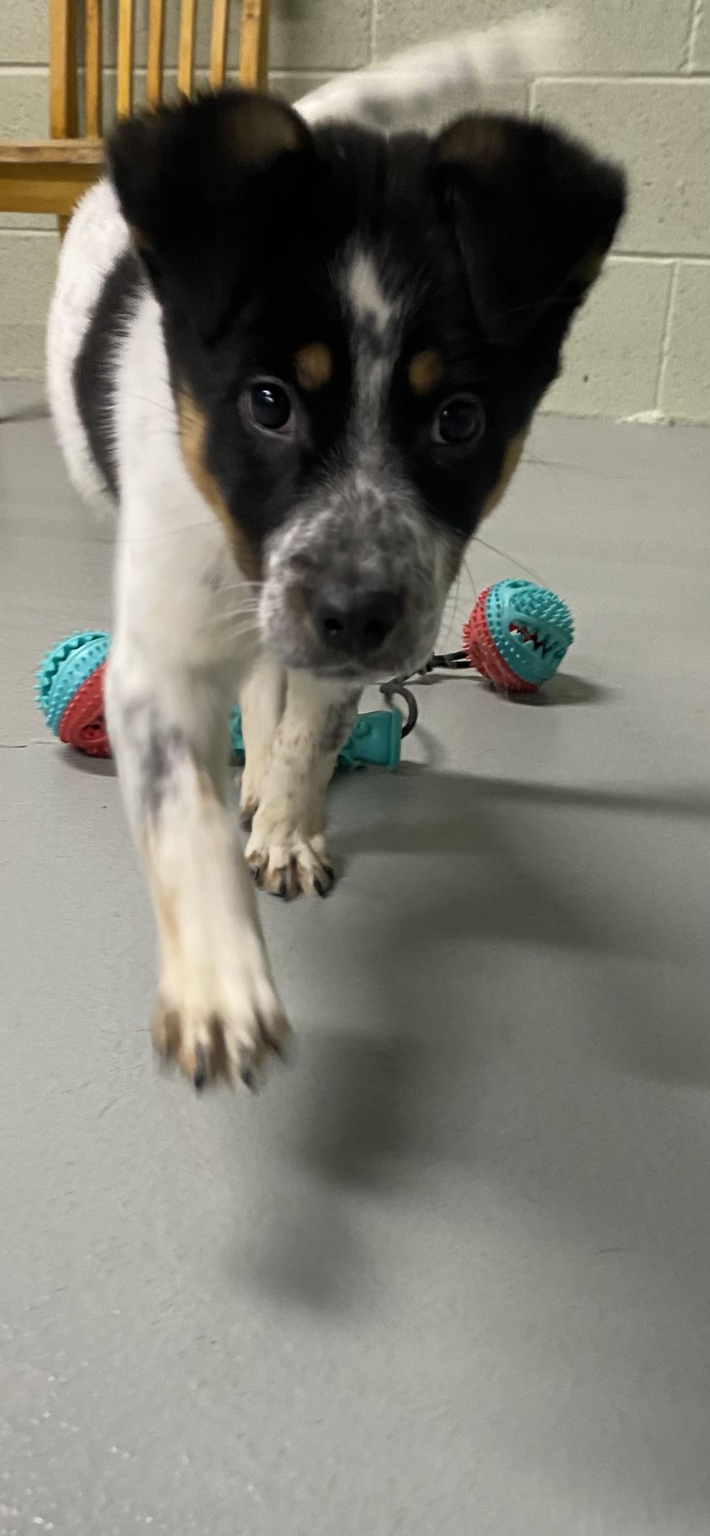 Enlarge Bandit, a ADOPTABLE mixed breed in Farmington, MO image 4/6