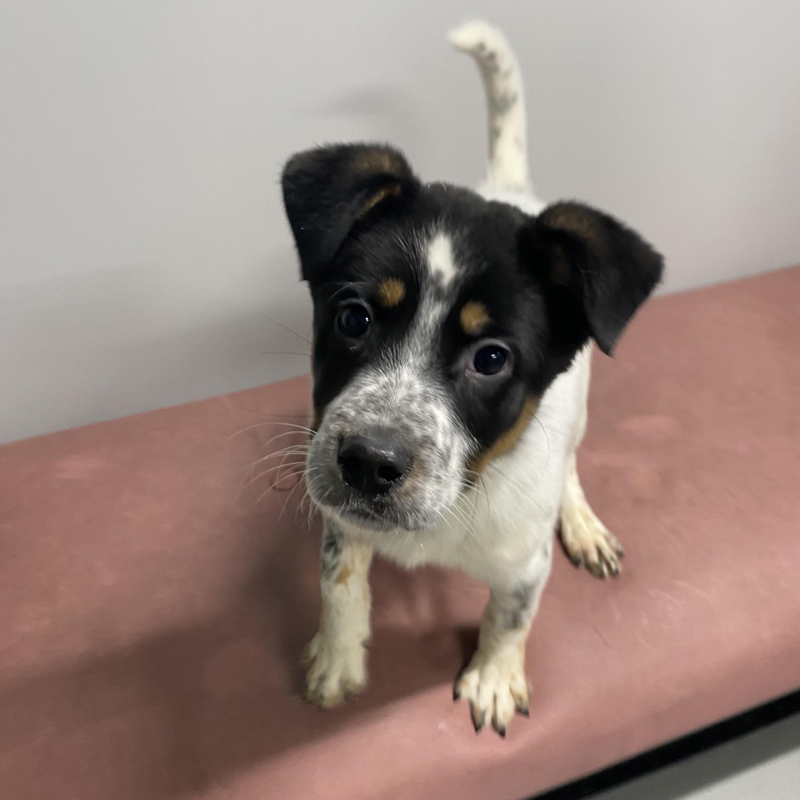 Enlarge Bandit, a ADOPTABLE mixed breed in Farmington, MO image 2/6