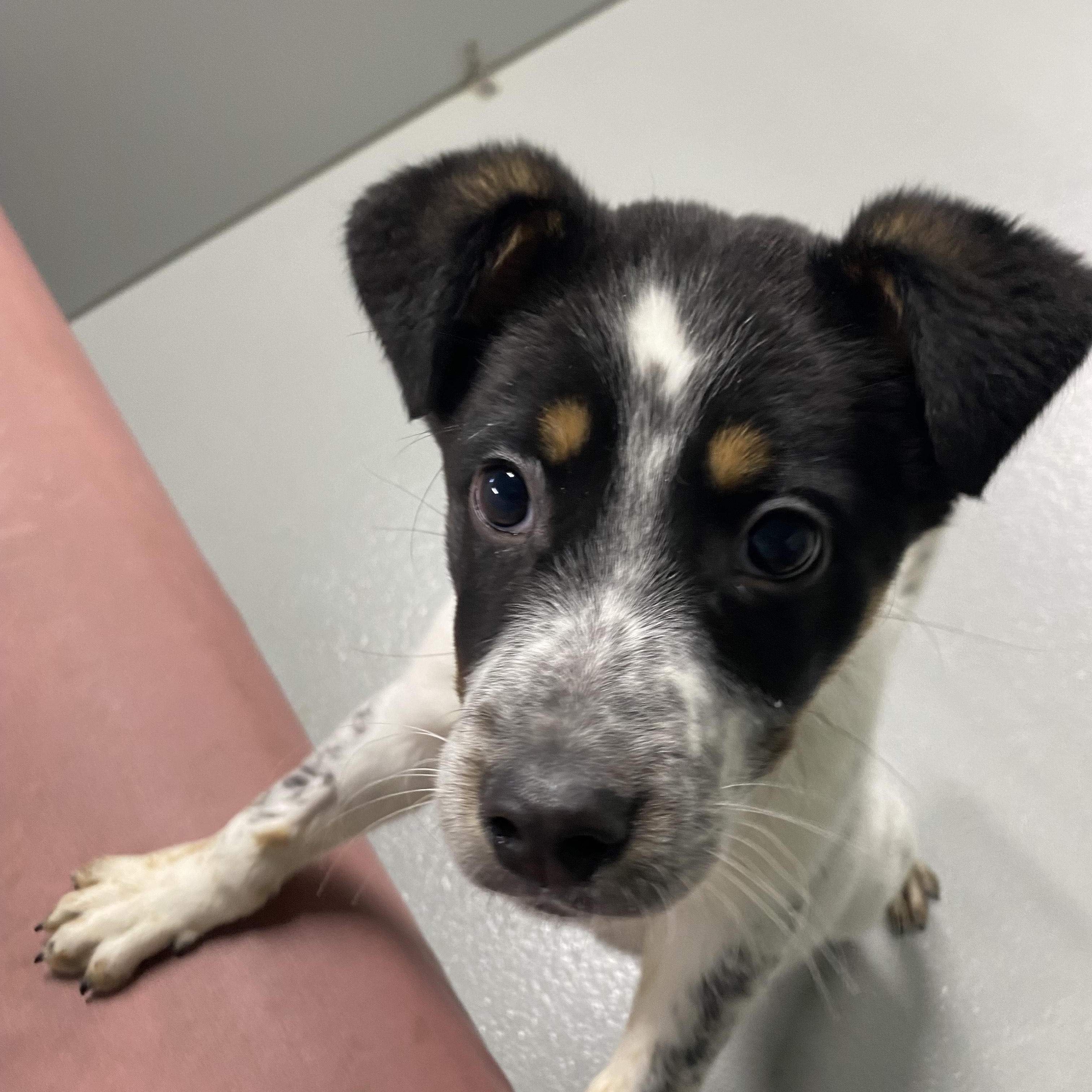 Enlarge Bandit, a ADOPTABLE mixed breed in Farmington, MO image 1/6