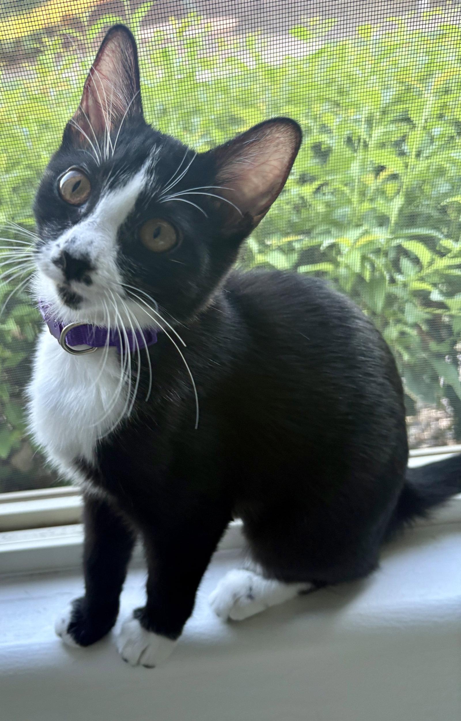 Sassy Sally photo