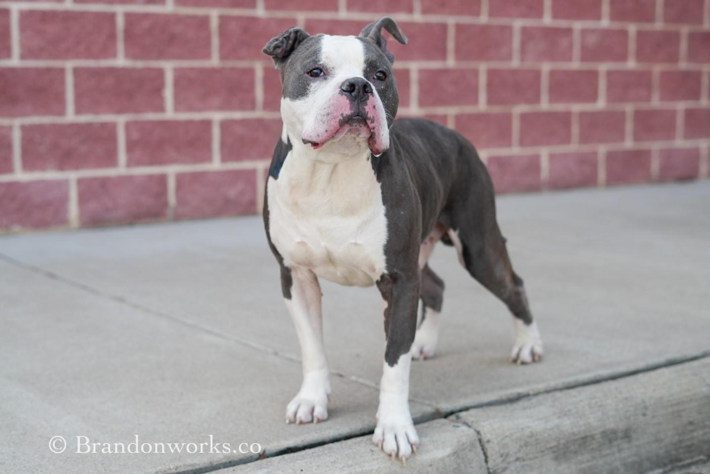 Enlarge Mellow, a Adoptable mixed breed in Stafford, VA image 3/3