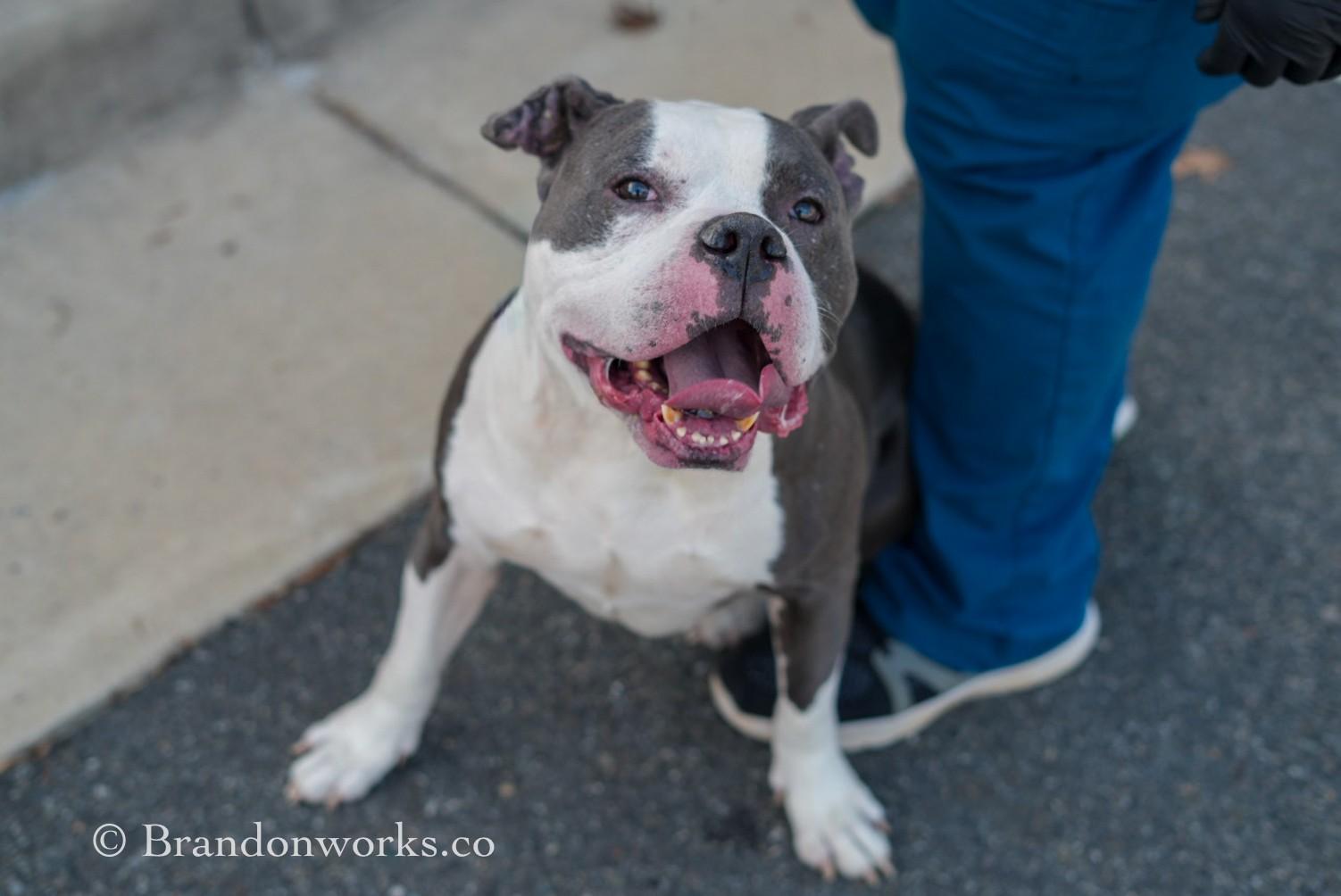 Mellow, Adoptable, Senior Male Pit Bull Terrier & Mixed Breed.