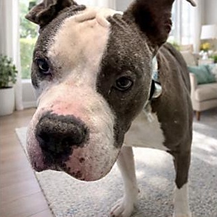 Enlarge Mellow, a Adoptable mixed breed in Stafford, VA image 2/3