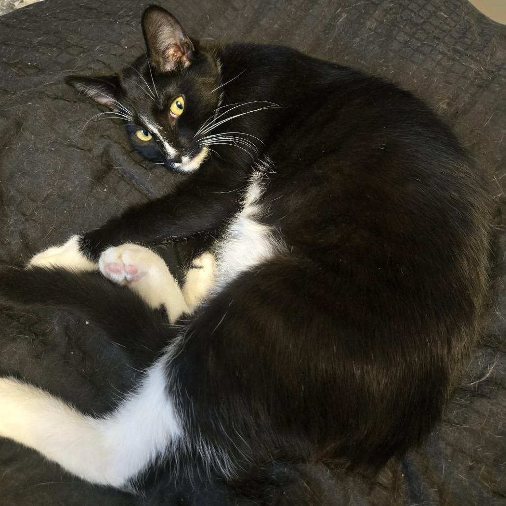 Speedy, a Adoptable Domestic Medium Hair in Rochester, MN image 1/2