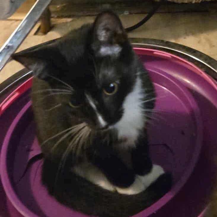 Speedy, a Adoptable Domestic Medium Hair in Rochester, MN image 2/2