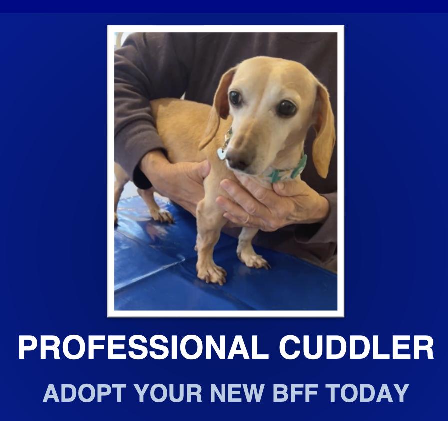 Sadie, Adopted, Adult Female Dachshund.
