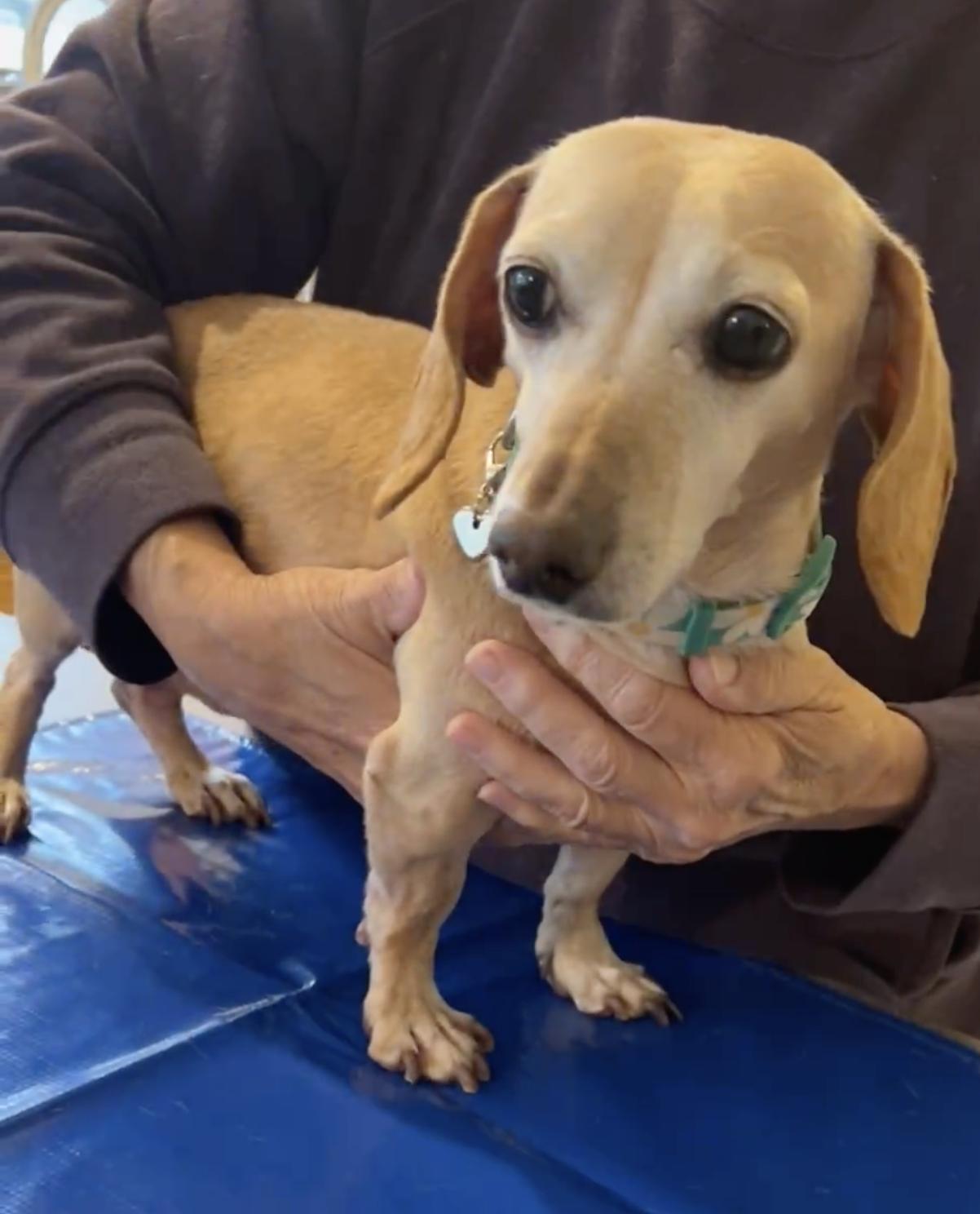 Enlarge Sadie, a Adopted Dachshund in Morrisville, PA image 2/2