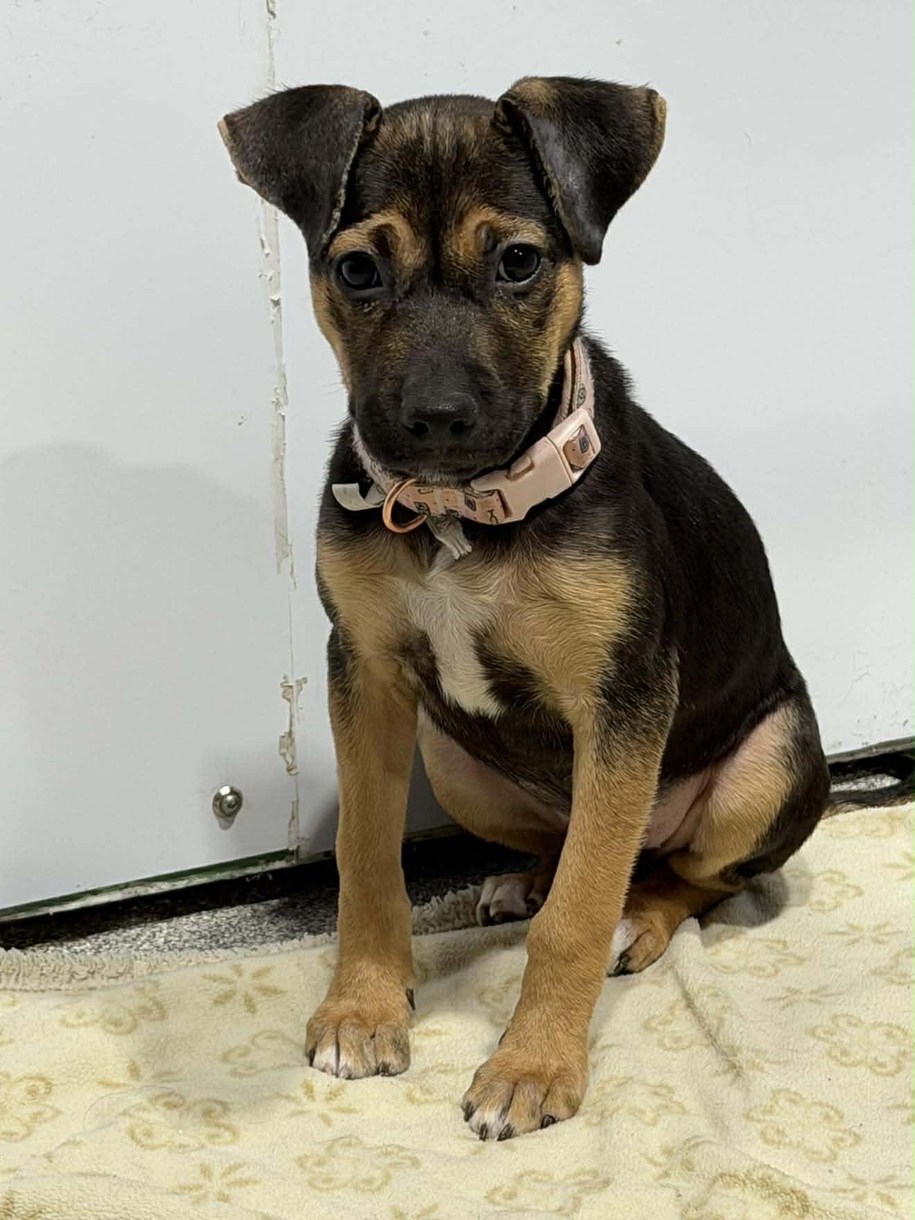 Maddie, ADOPTABLE, Puppy Female Mixed Breed.