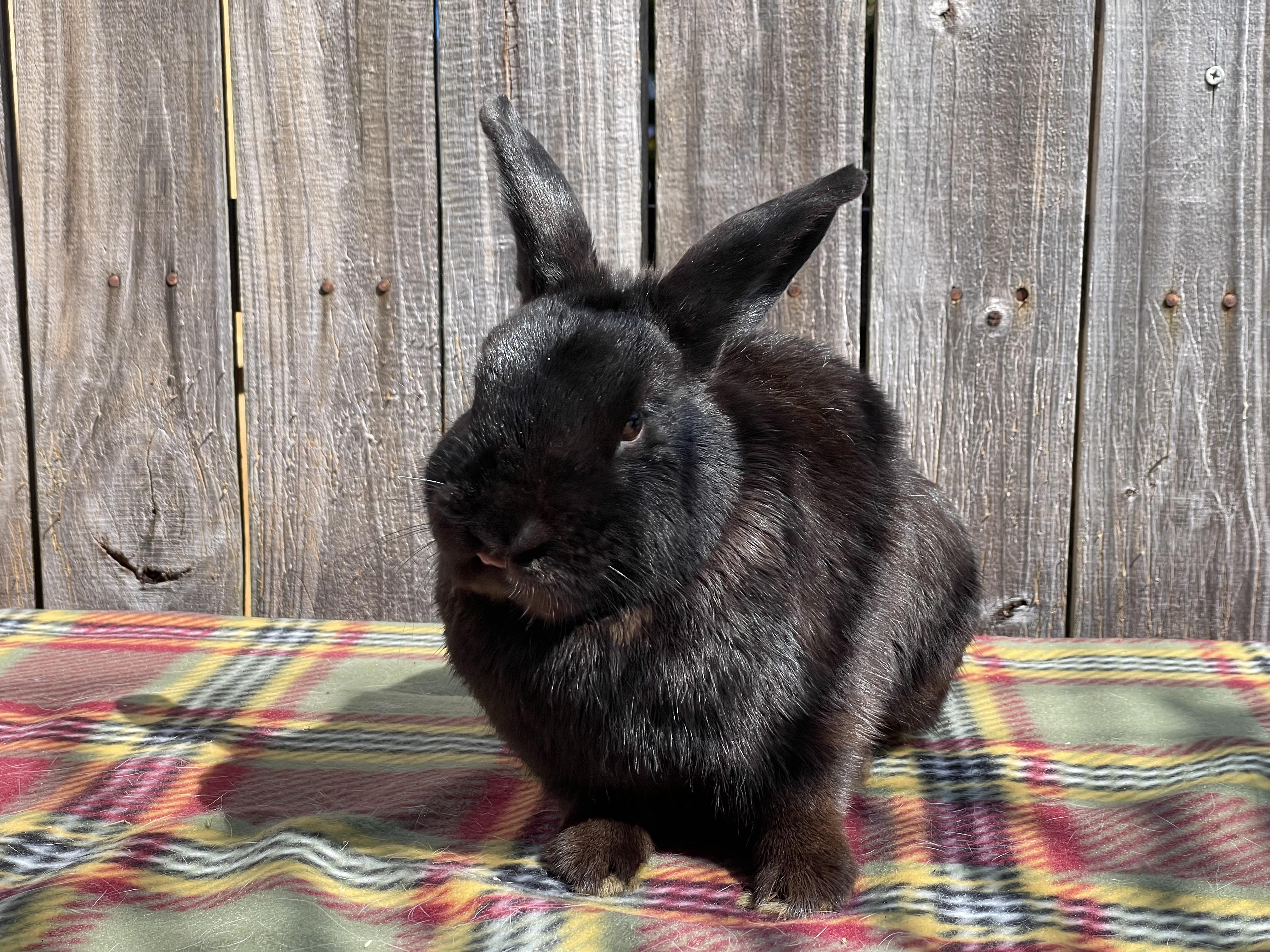 Milo (& Tokyo), Adoptable, Adult Male Dwarf.