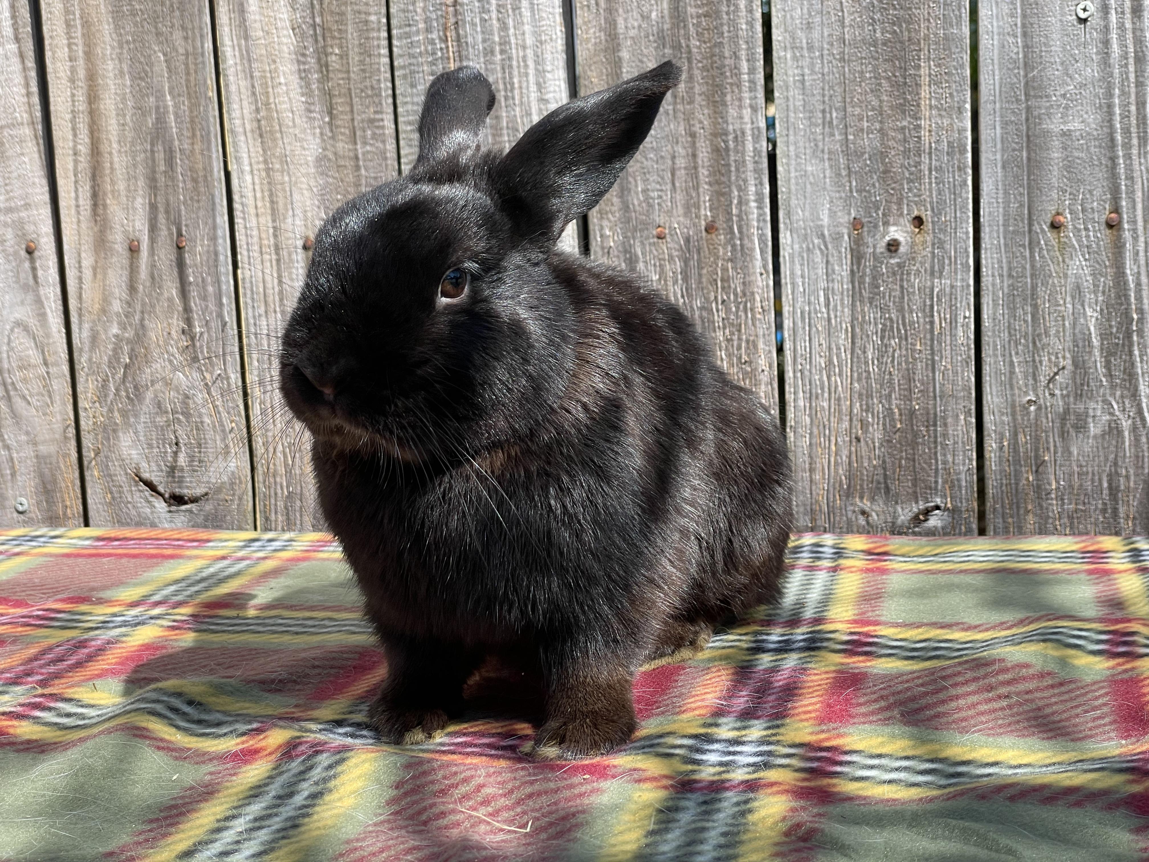 Enlarge Milo (& Tokyo), a Adoptable Dwarf in Holiday, FL image 4/6