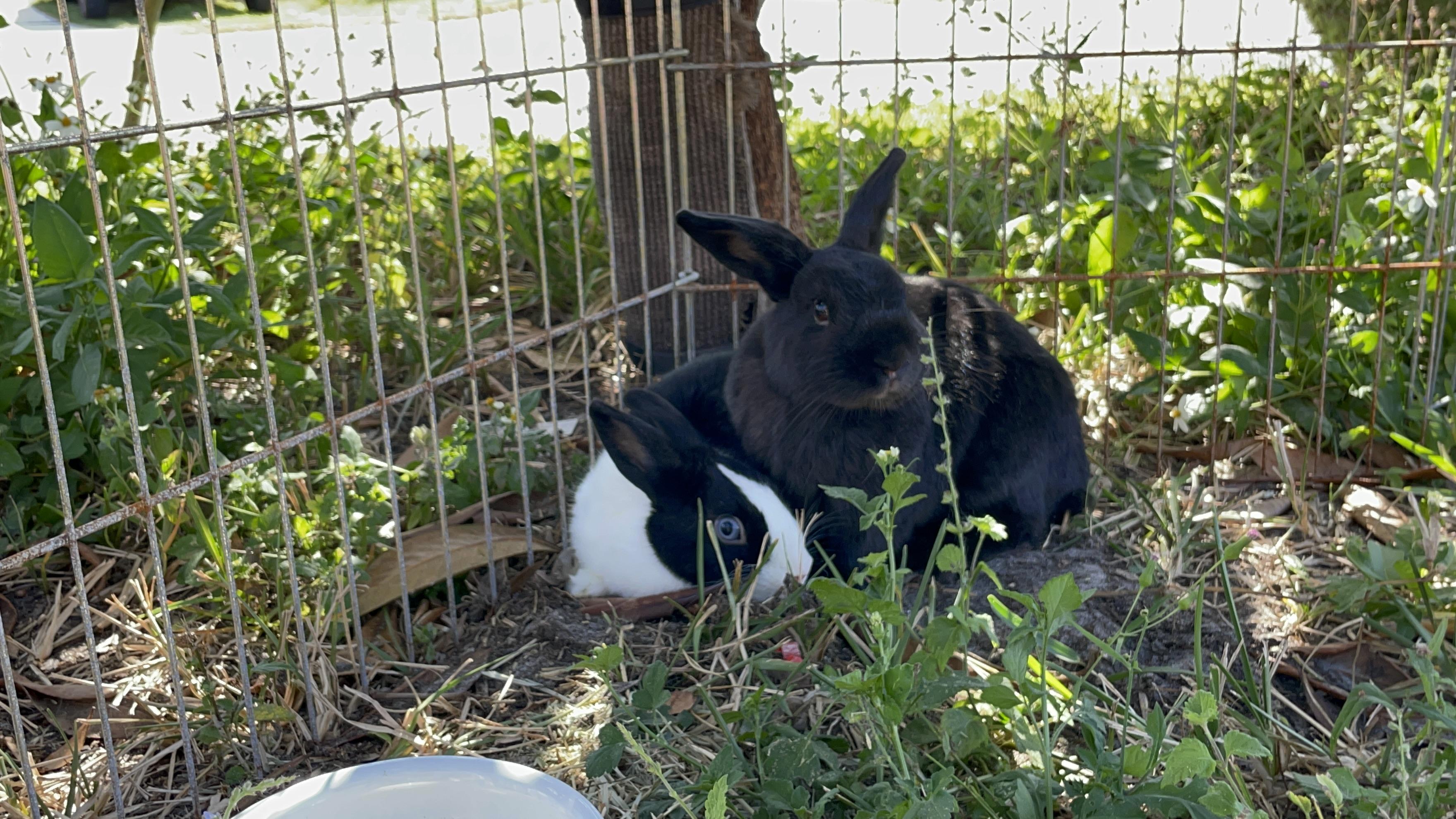 Enlarge Milo (& Tokyo), a Adoptable Dwarf in Holiday, FL image 6/6