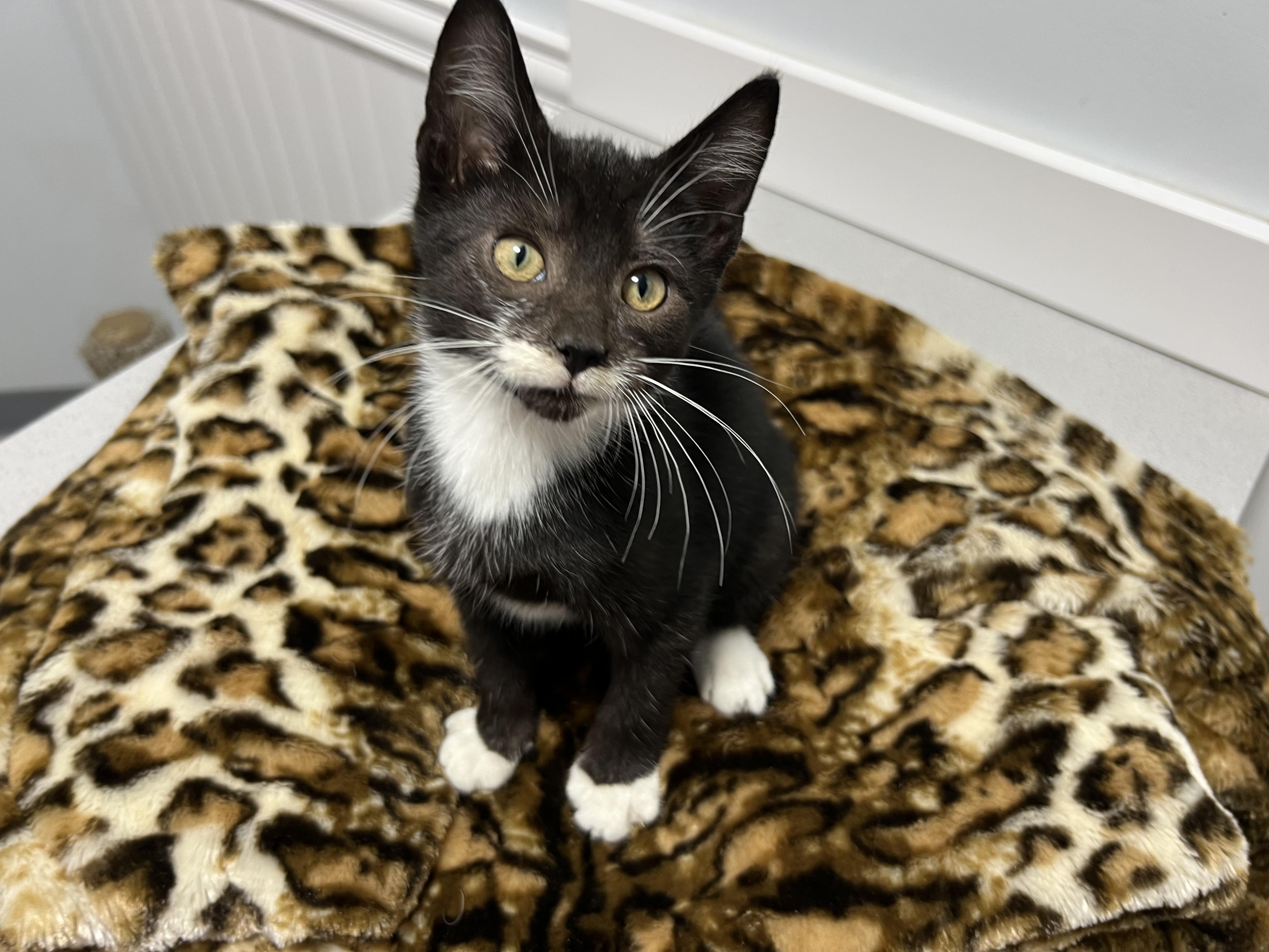 Dior, Adopted, Young Male Domestic Short Hair.