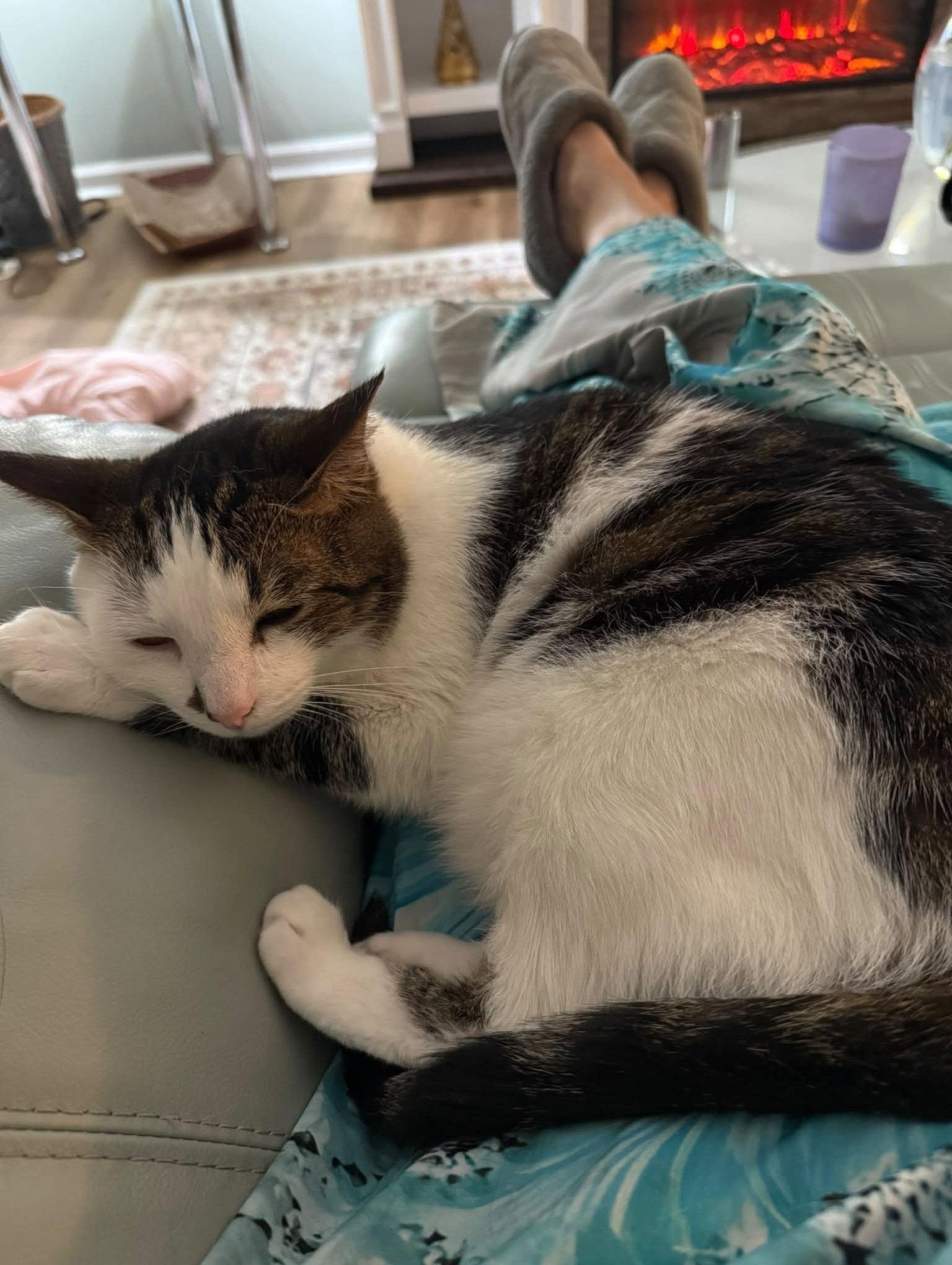 Leah, Adoptable, Young Female Domestic Short Hair.