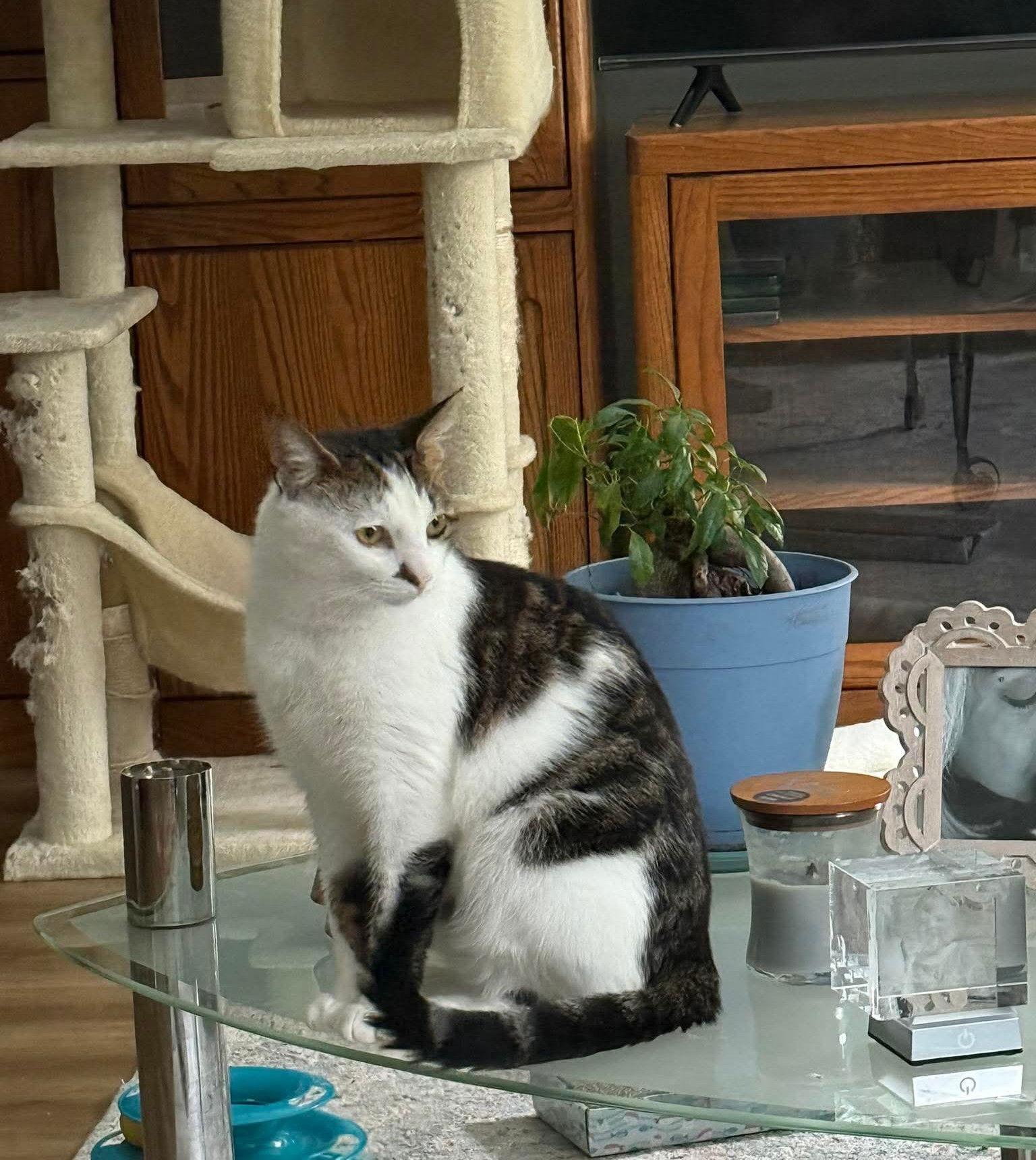 Leah, a Adoptable Domestic Short Hair in Nashville, TN image 2/3