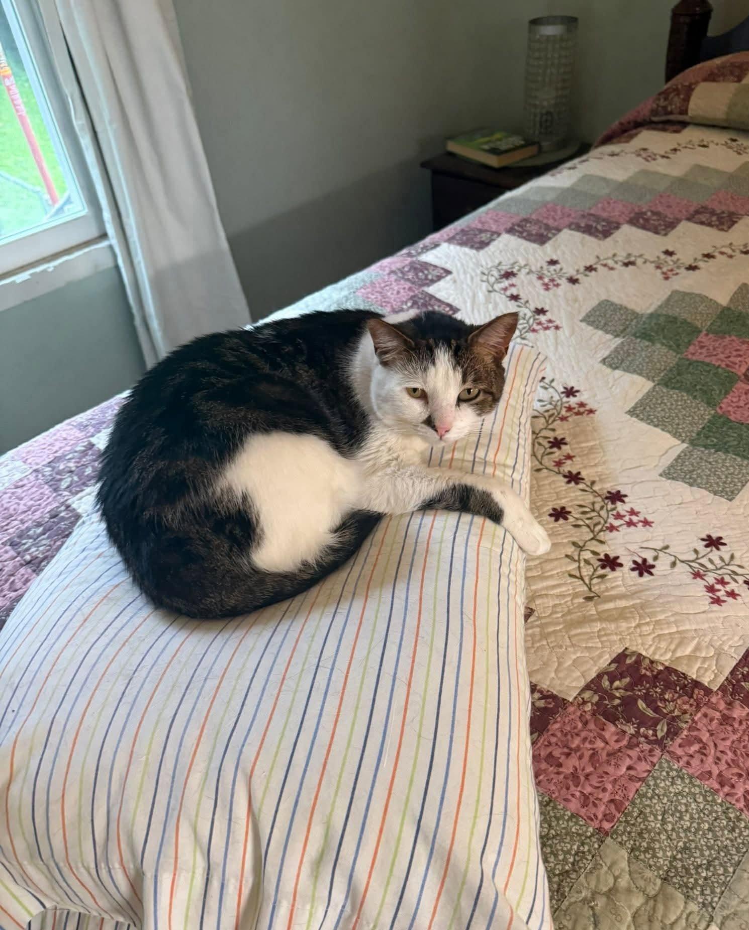 Leah, a Adoptable Domestic Short Hair in Nashville, TN image 3/3