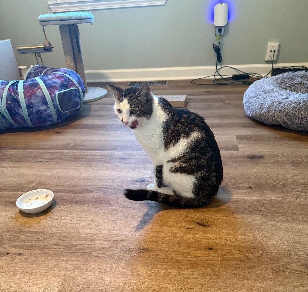 Leah, a Adoptable Domestic Short Hair in Nashville, TN image 3/3