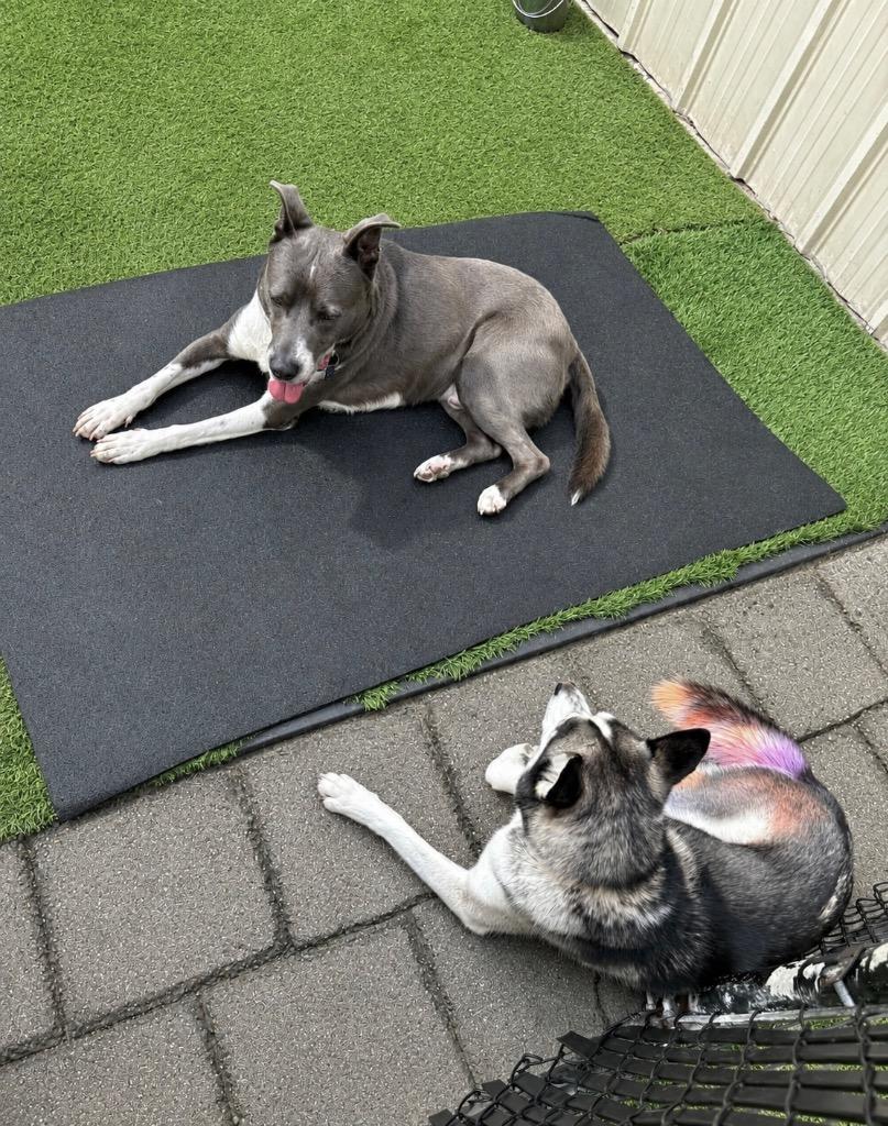Quincy - LOCAL in MA, Adoptable, Adult Male Australian Cattle Dog / Blue Heeler & Australian Kelpie.