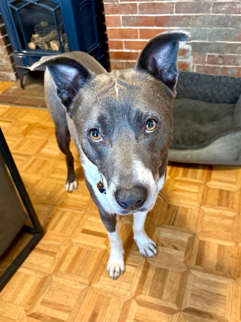 Quincy - LOCAL in MA, a Adoptable mixed breed in Princeton, MA image 3/6