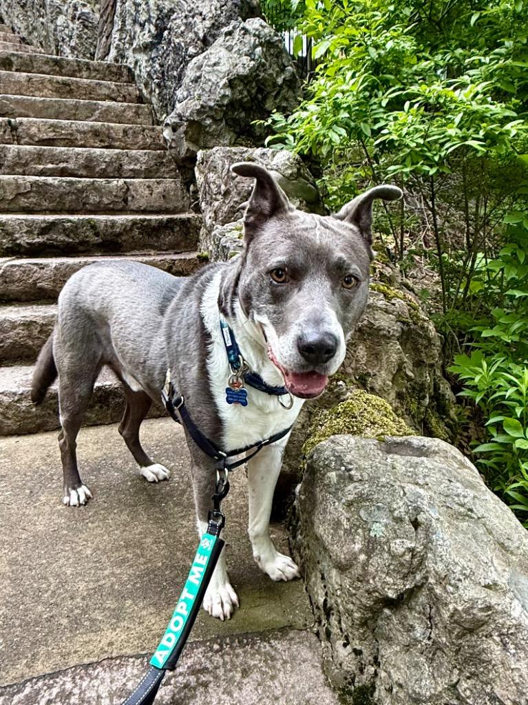 Quincy - LOCAL in MA, a Adoptable mixed breed in Princeton, MA image 4/6