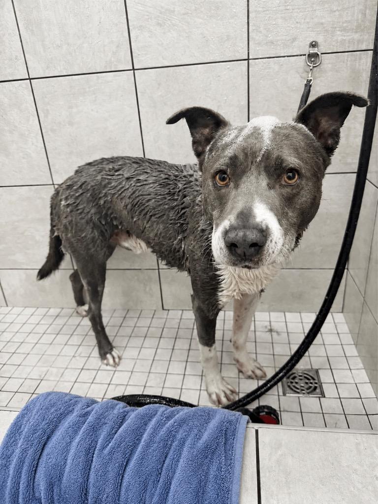 Quincy - LOCAL in MA, a Adoptable mixed breed in Princeton, MA image 5/6