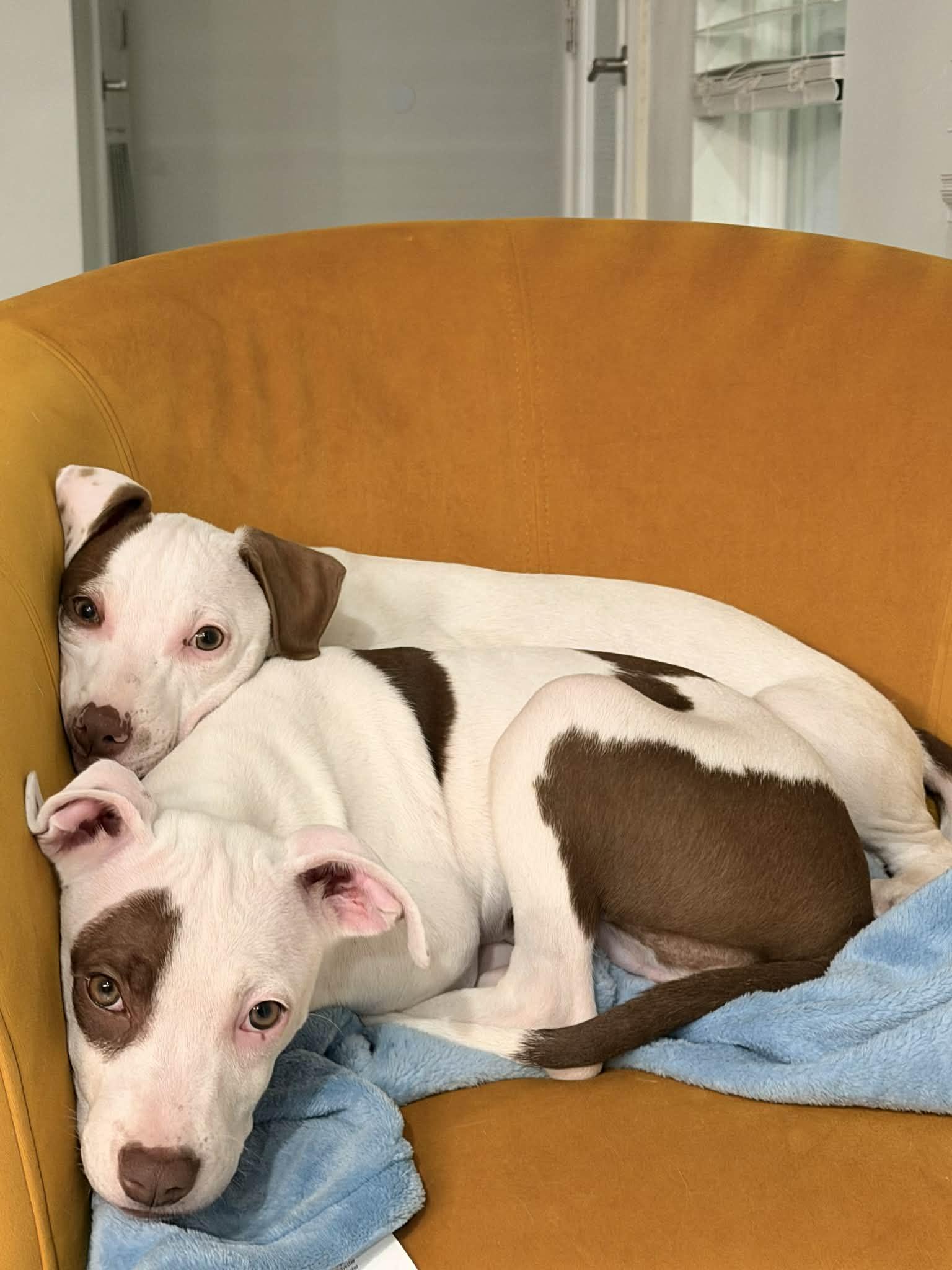 Willow, a ADOPTABLE Pit Bull Terrier in Boise, ID image 5/5