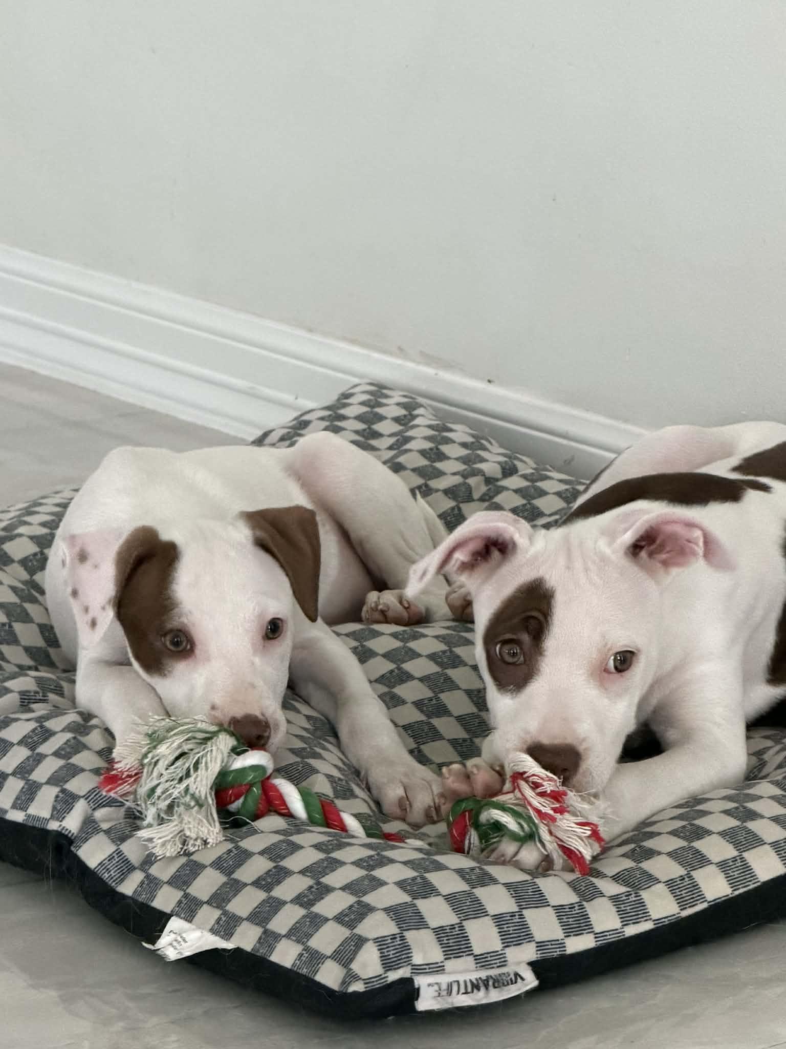 Willow, a ADOPTABLE Pit Bull Terrier in Boise, ID image 2/5