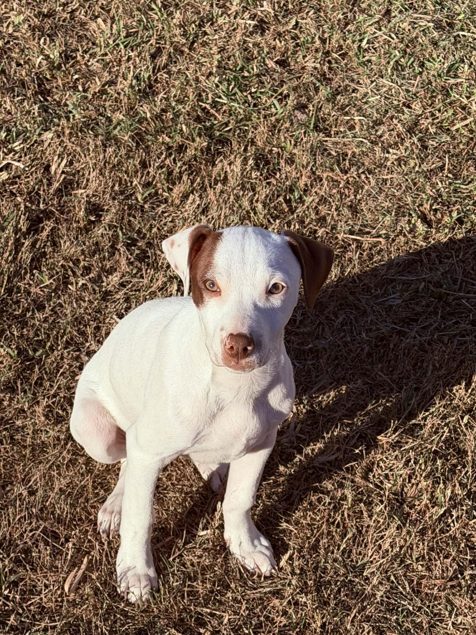 Willow, a ADOPTABLE Pit Bull Terrier in Boise, ID image 3/5