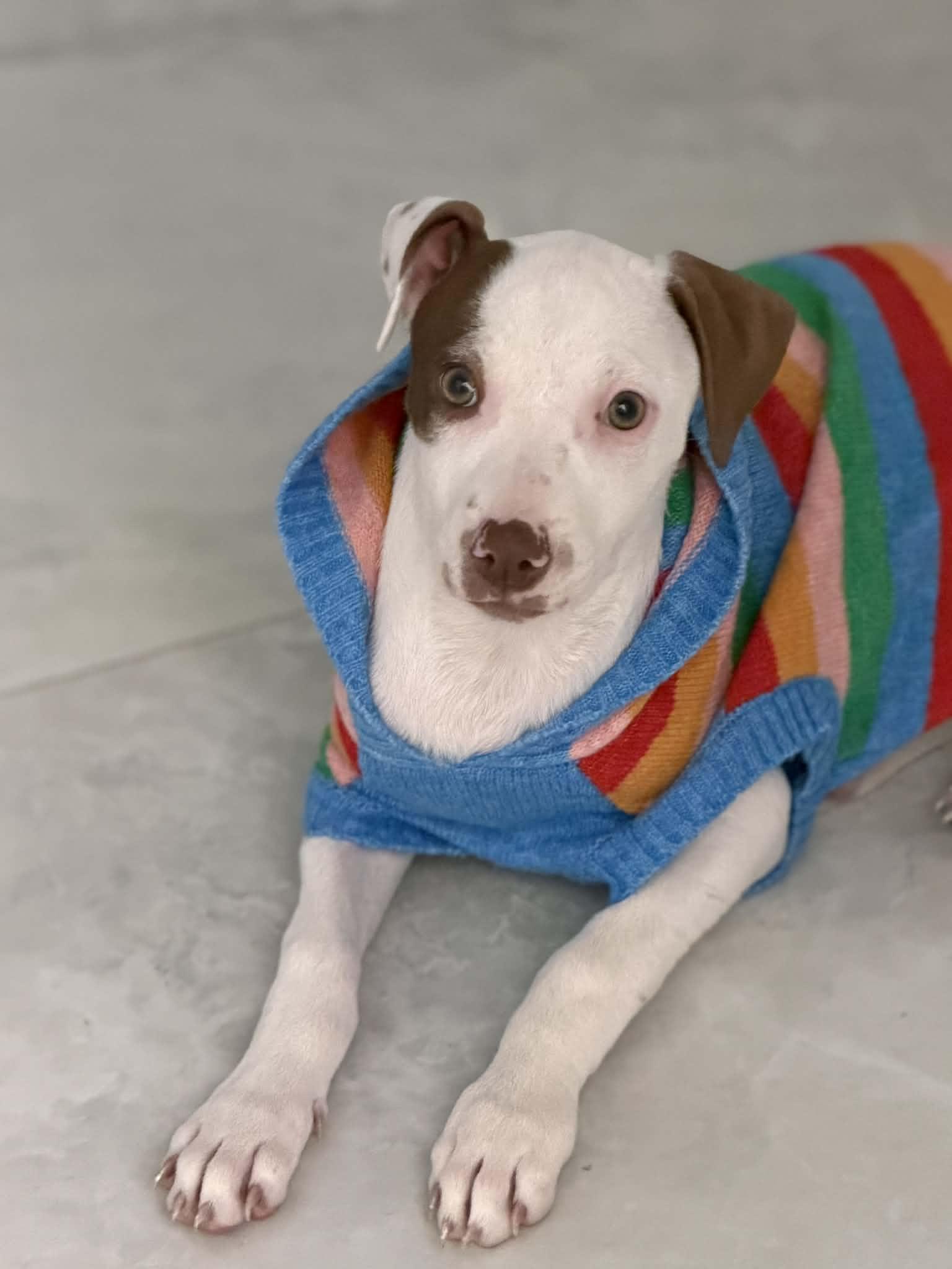 Willow, a ADOPTABLE Pit Bull Terrier in Boise, ID image 4/5