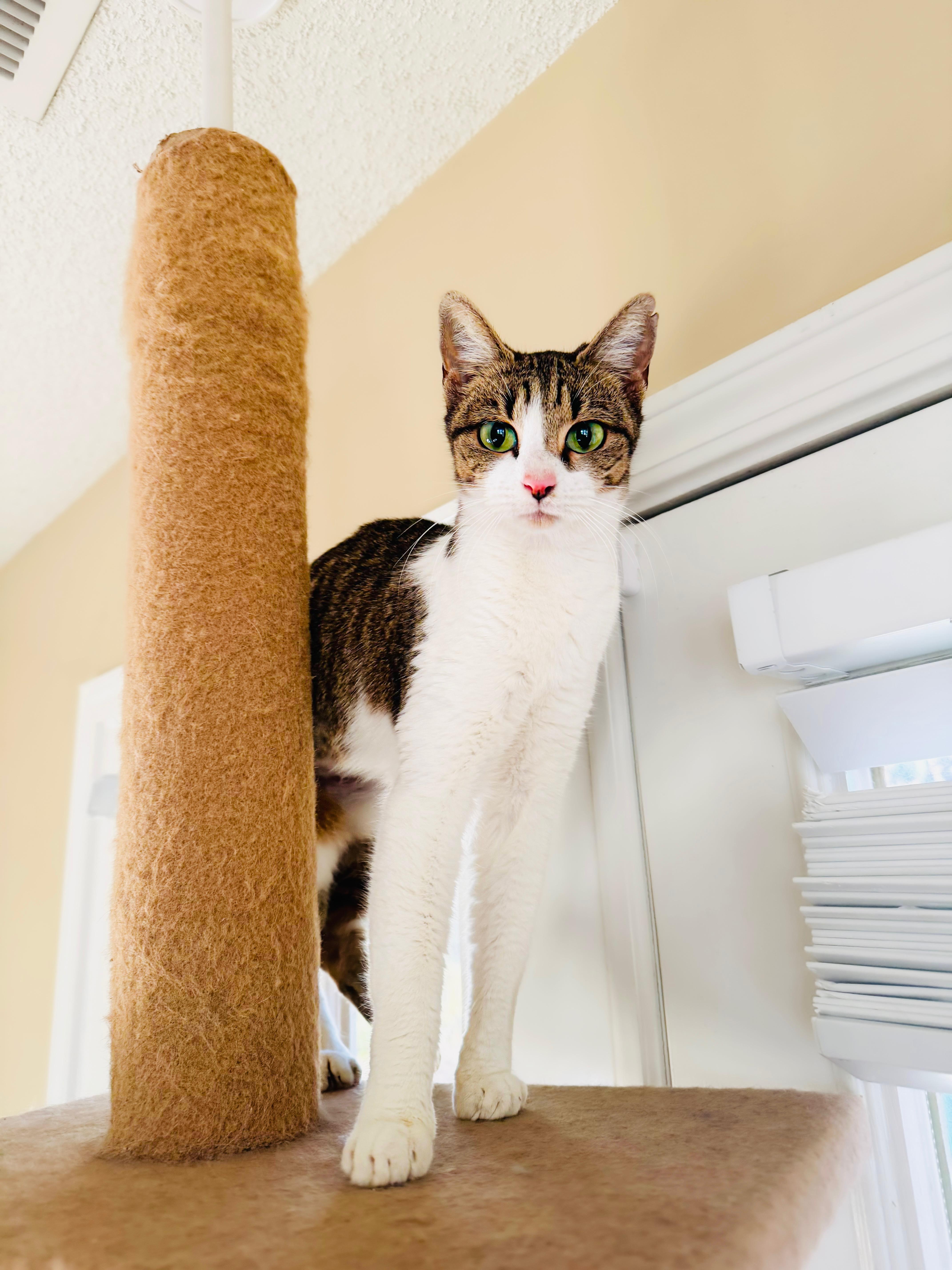 Enlarge Beaver, a Adoptable mixed breed in Mooresville, NC image 1/6