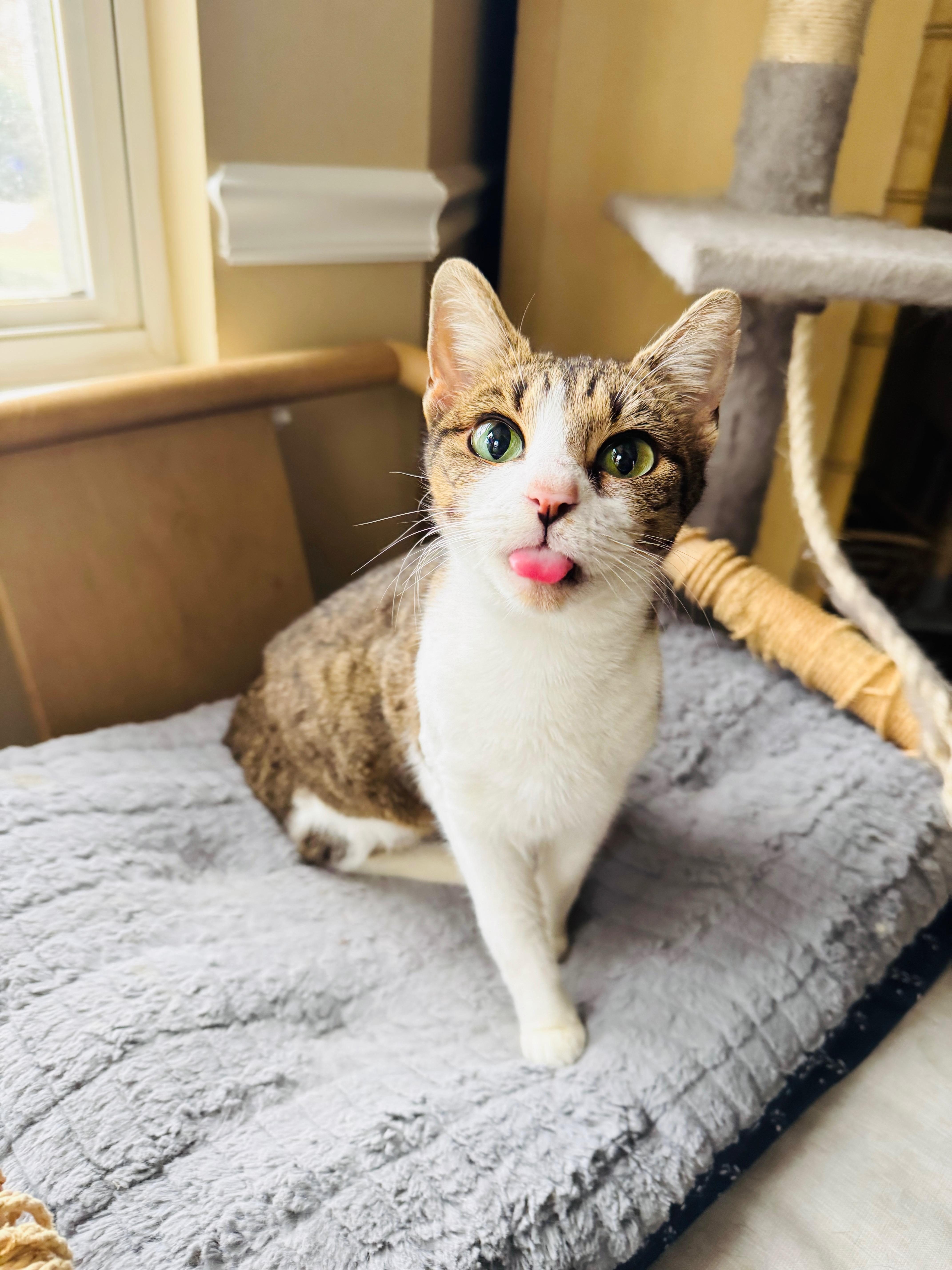 Enlarge Beaver, a Adoptable mixed breed in Mooresville, NC image 3/6