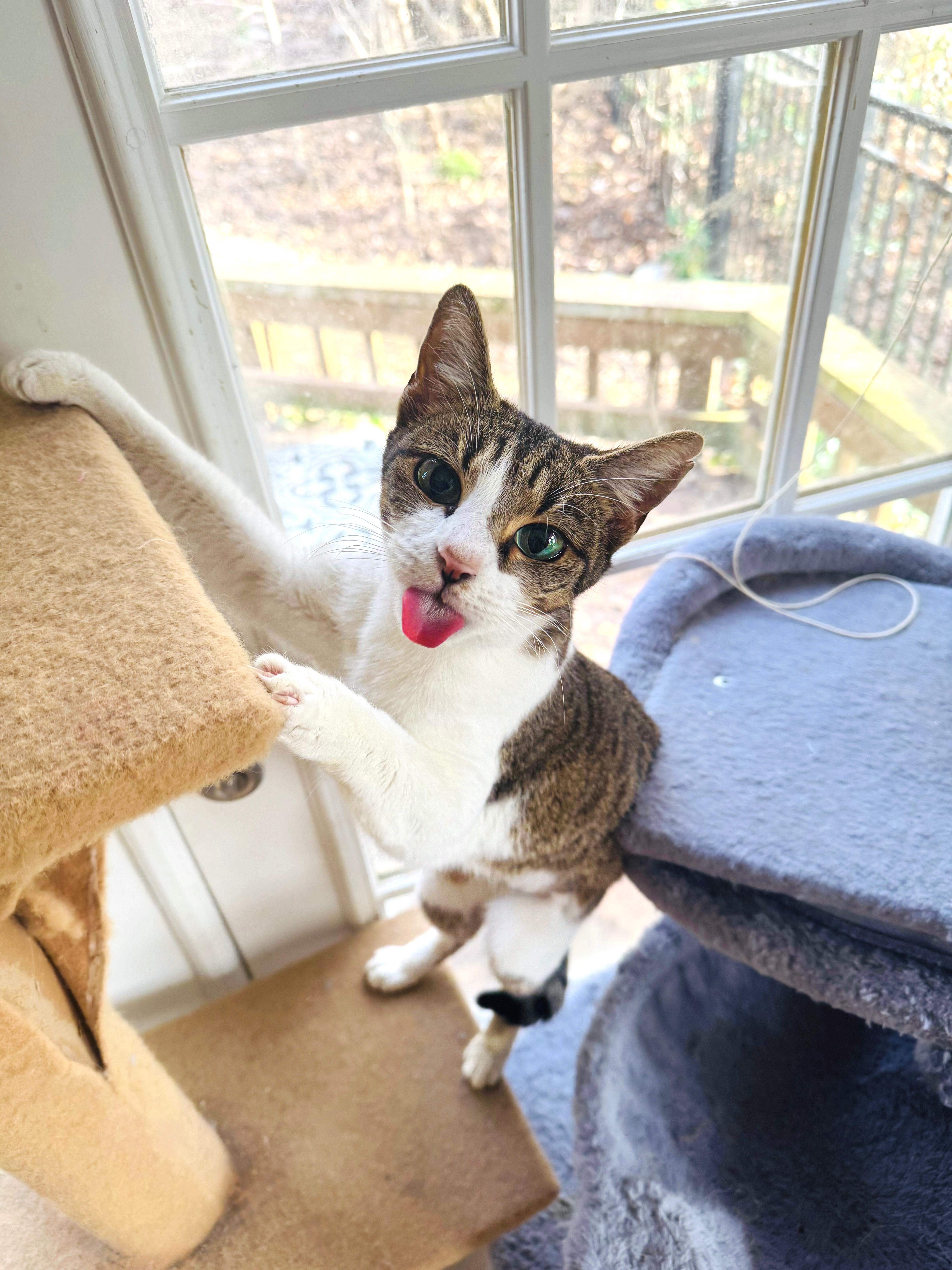 Enlarge Beaver, a Adoptable mixed breed in Mooresville, NC image 2/6