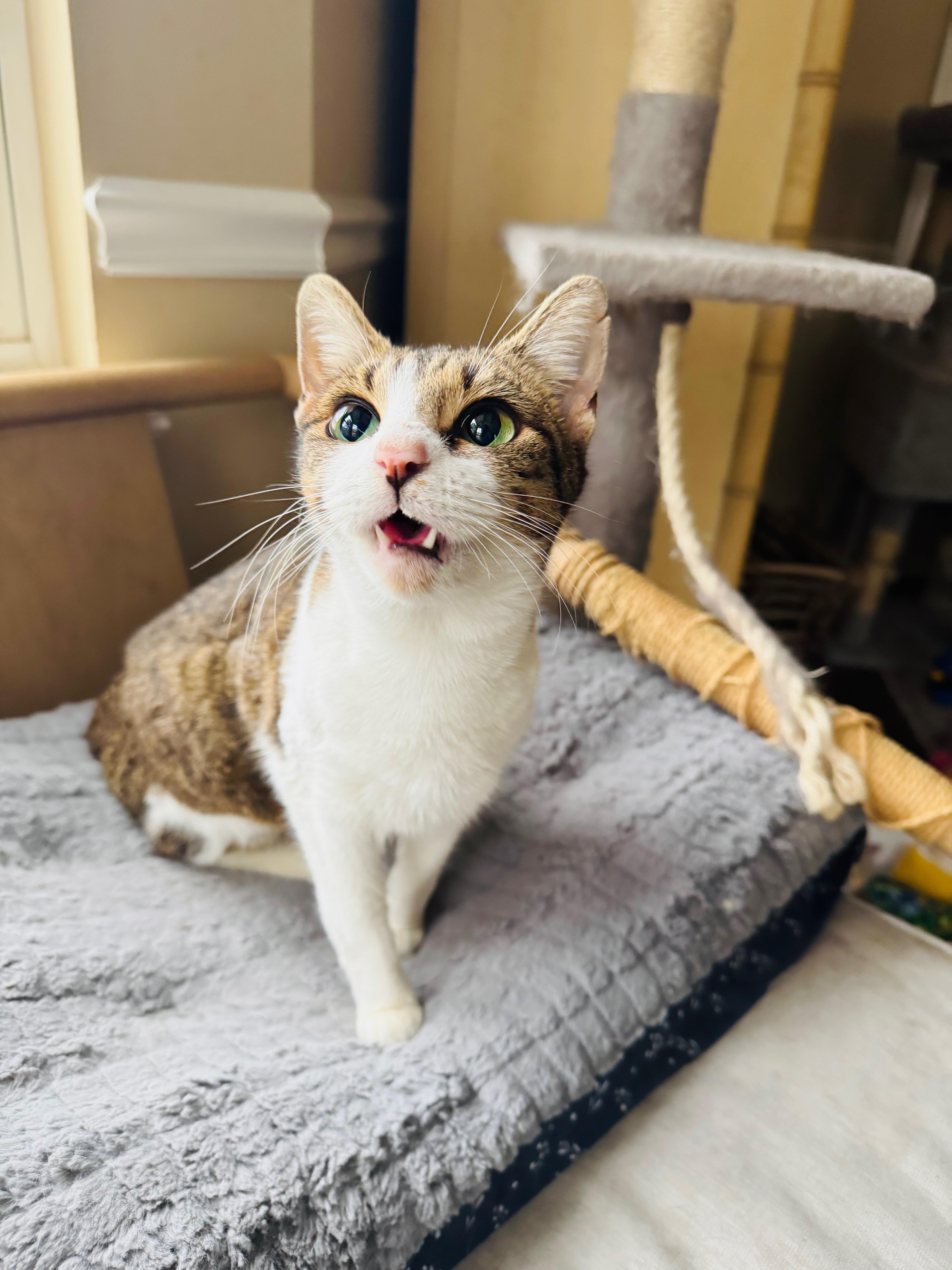 Enlarge Beaver, a Adoptable mixed breed in Mooresville, NC image 6/6