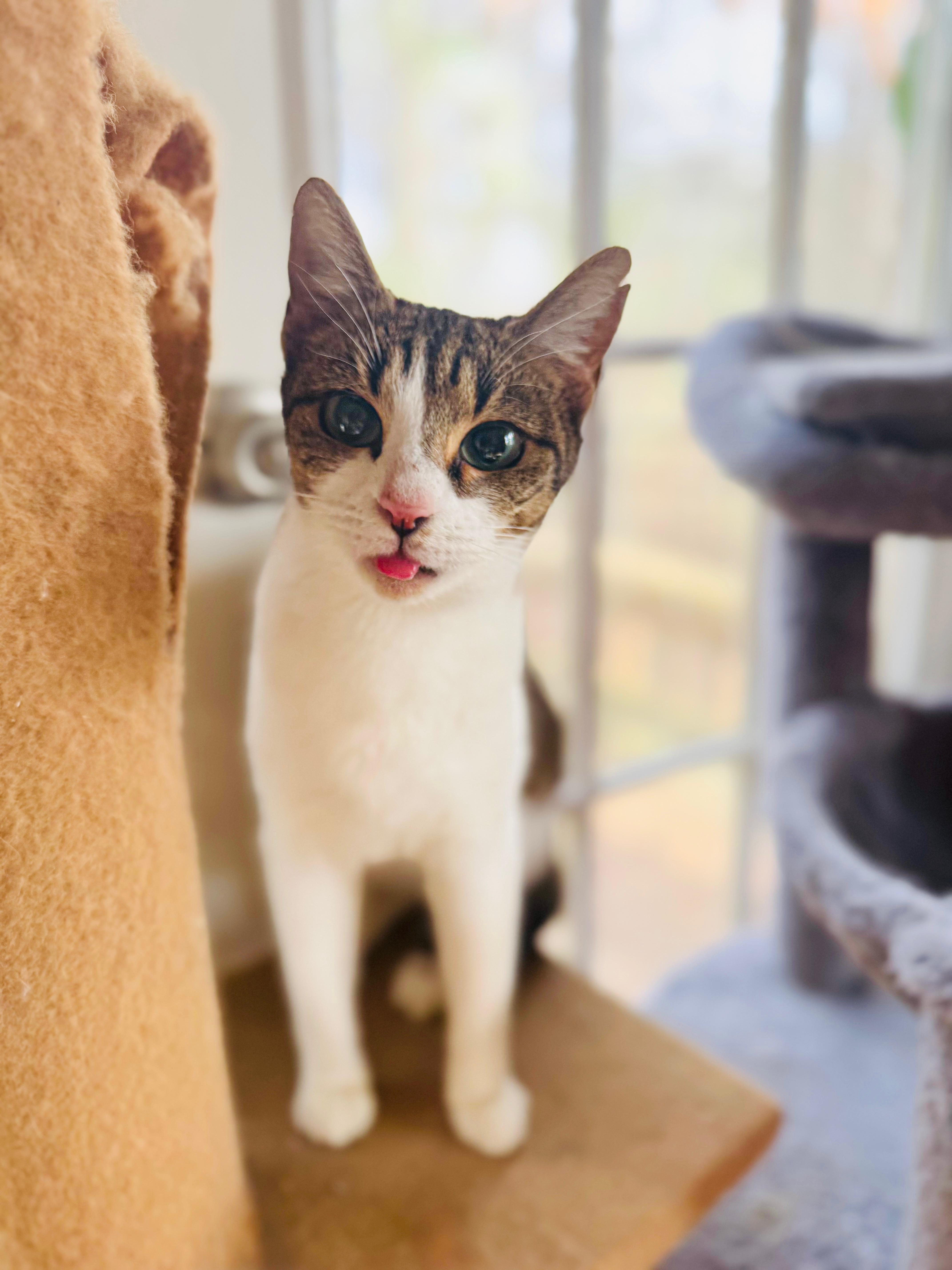 Enlarge Beaver, a Adoptable mixed breed in Mooresville, NC image 5/6